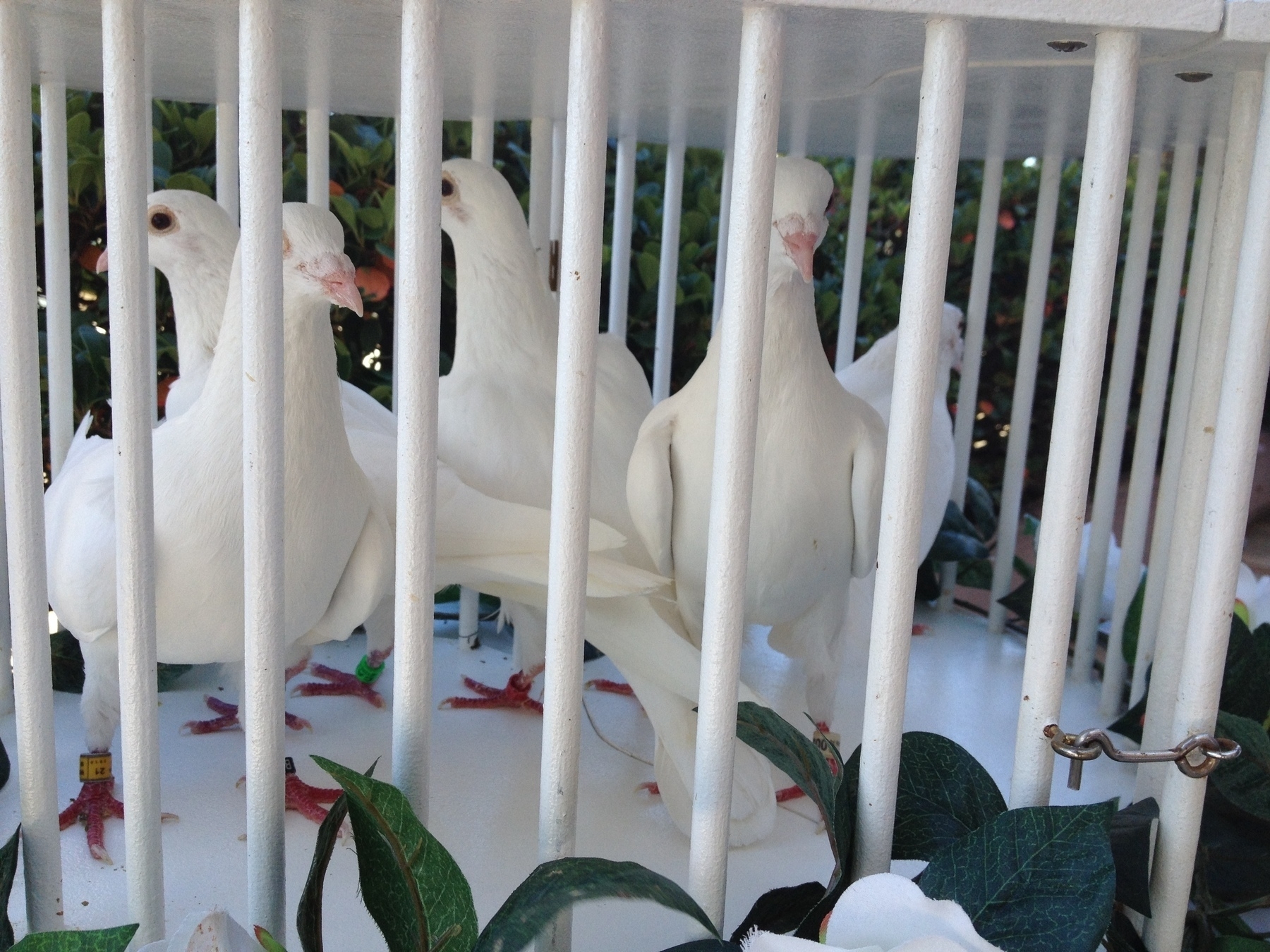 Five snow white doves in a white cage, the bars made of painted dowel. The birds are healthy, alert and interested in their surroundings, as they wait to be released into the air as part of a wedding ceremony taking place on Long Reef Beach, Sydney. They have pink feet and coloured identification bands on their legs.