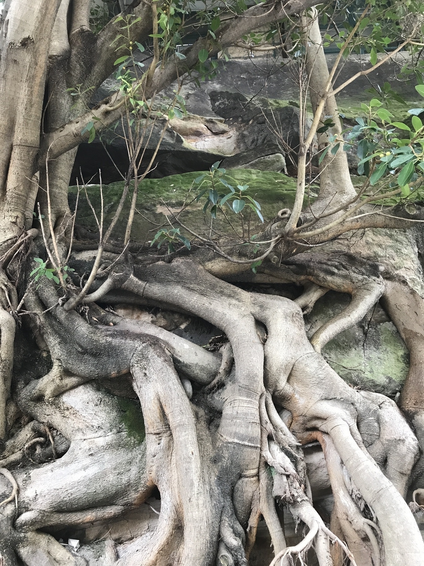 The mossy side of a sandstone cliff, and the flowing, contorted roots of a Moreton Bay Fig tree, merge together as if they are part of a single entity. A black hole stands between two broken and weathered layers of stone, and green leaves shoot from a scattering of twigs. The stone and the tree share dark grey stains from decades of passing motor vehicles.