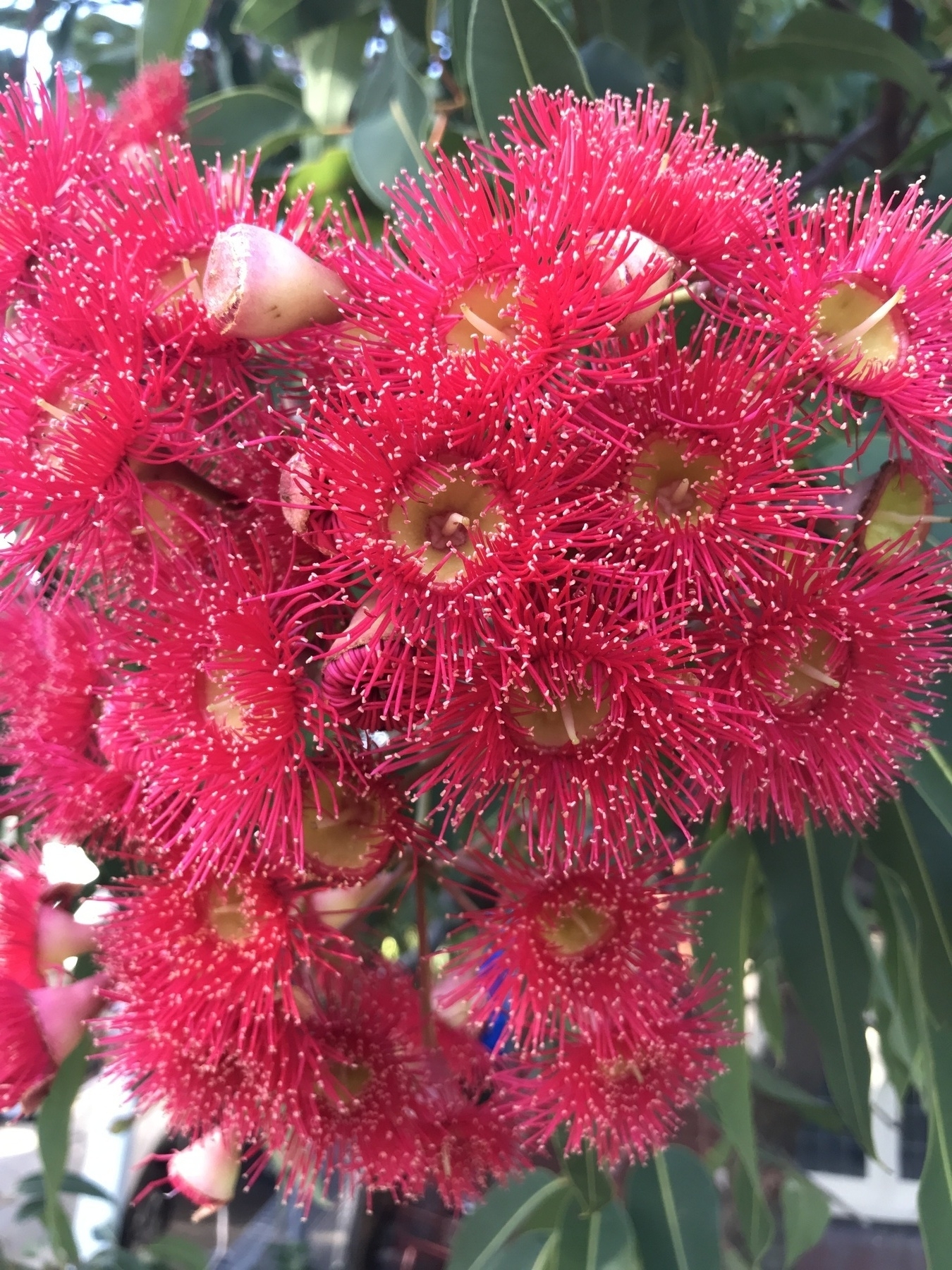 A close-up photo of a cluster of gum tree flowers. Each flower consists of a cup shape which will later harden into a gumnut. Most are still in the flower stage, with a thick fringe of short, red filaments topped by cream anthers round the edge of the open cup. Each flower has a single cream stigma rising from the heart. One or two flowers have shed their filaments and closed off the cup with a lid. These cups, or nuts, are off-white in colour, with a faint stain of purple in a band around the top.