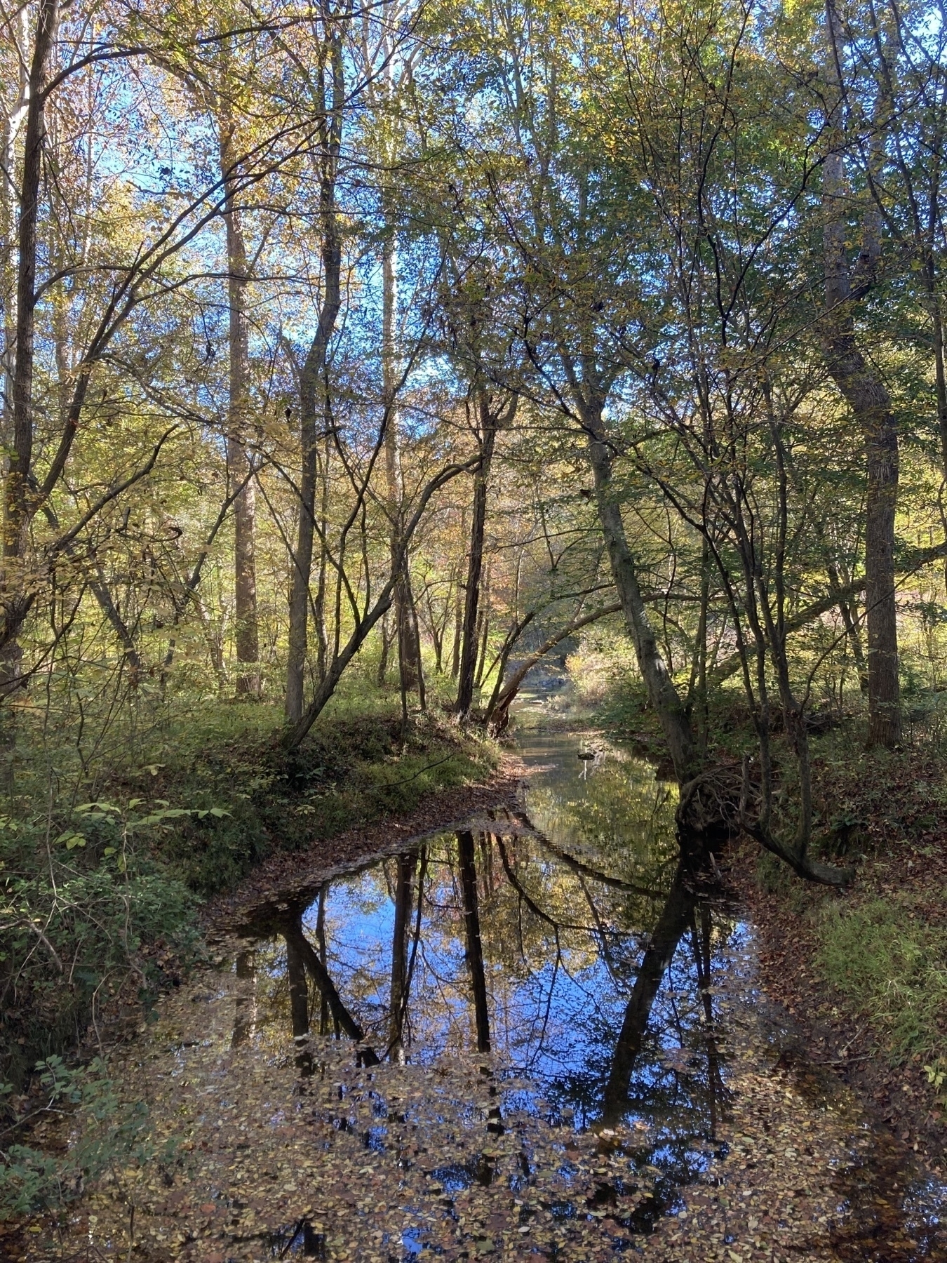 creek theough the woods with reflection of trees and sky