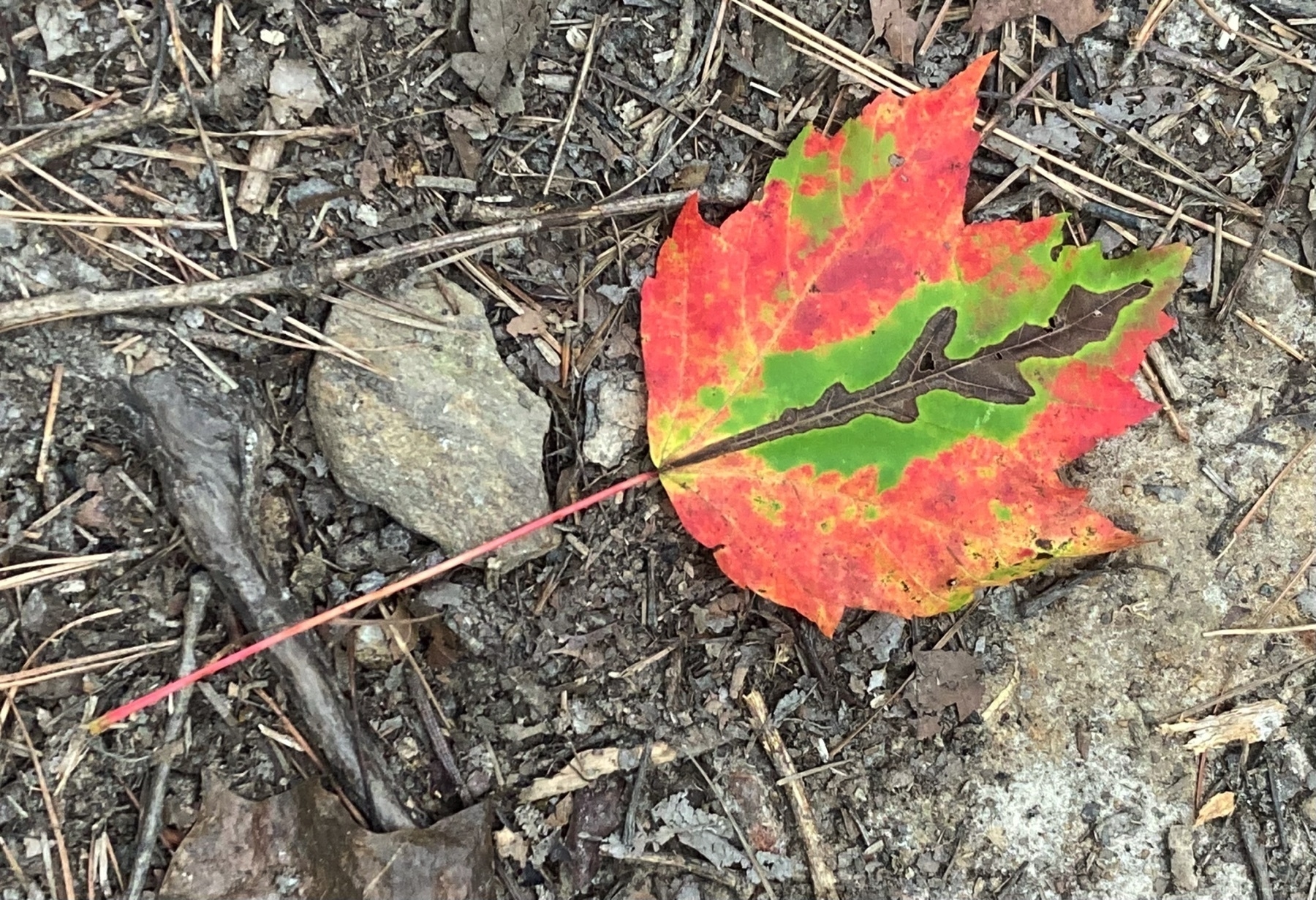 maple leaf, partially turned red and gold, on the forest floor