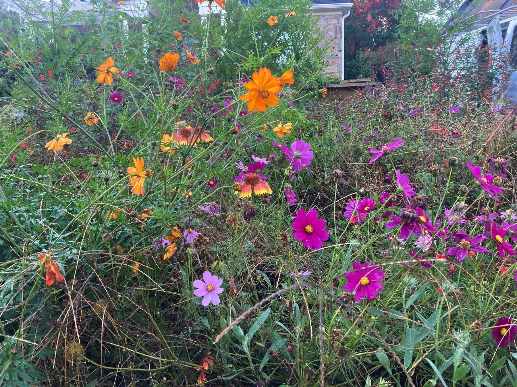 orange, red, magenta flowers