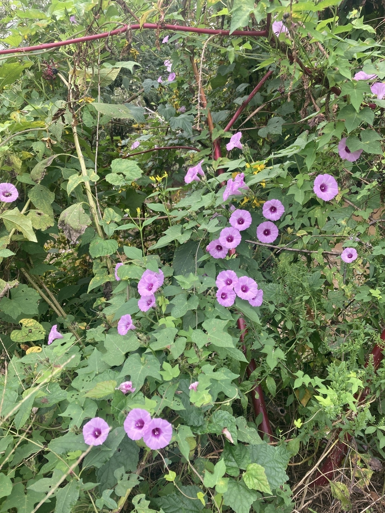 Morning glories vining up a tangle of underbrush 