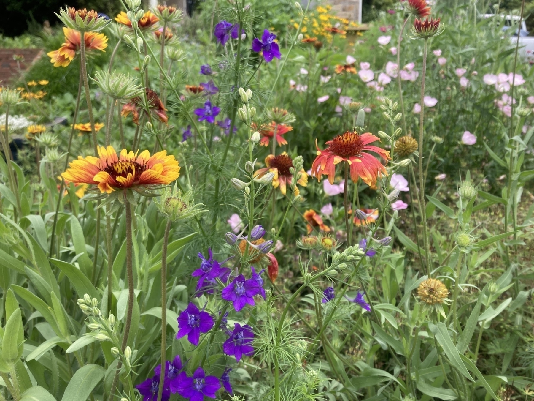 multicolor profuse flowers in a garden