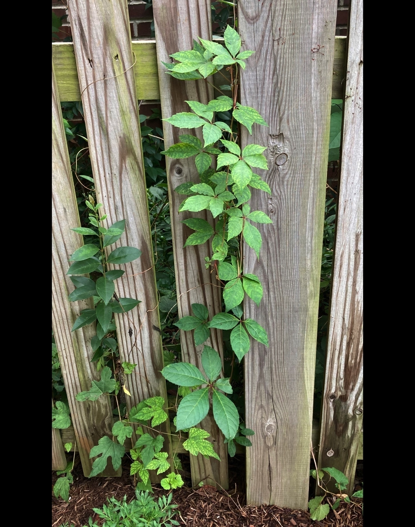 Virginia creeper on a fence