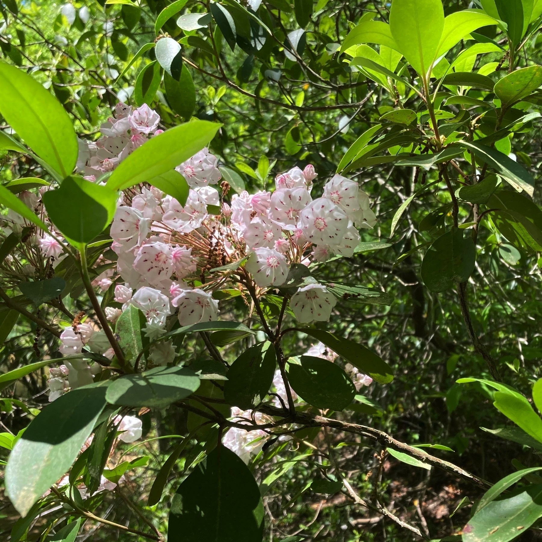 mountain laurel blooming