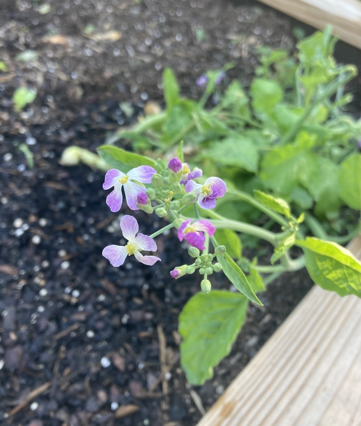 delicate purple flowers, scraggly greens at the edge of a raised garden bed