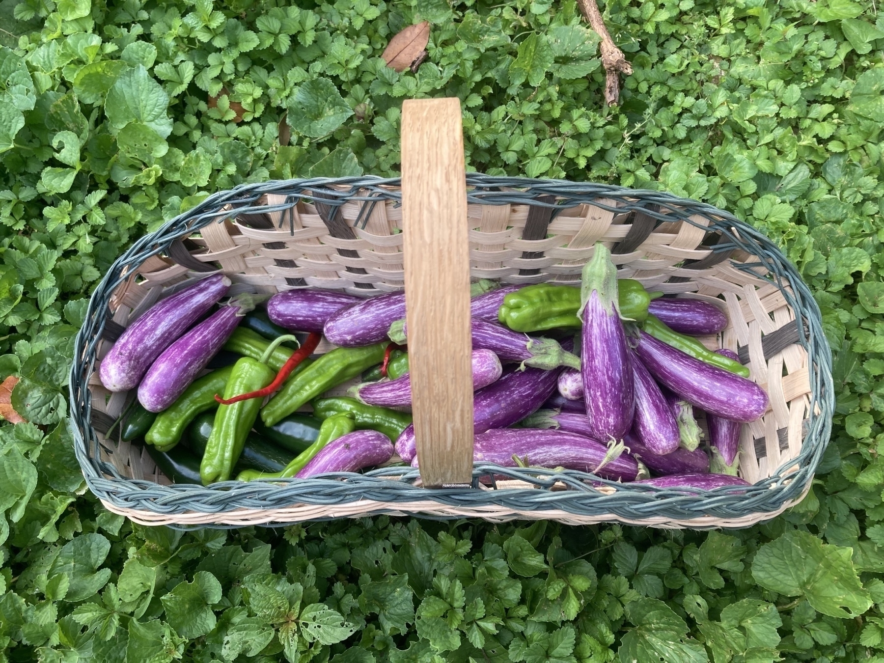 basket of fairy tale eggplants and various hot peppers