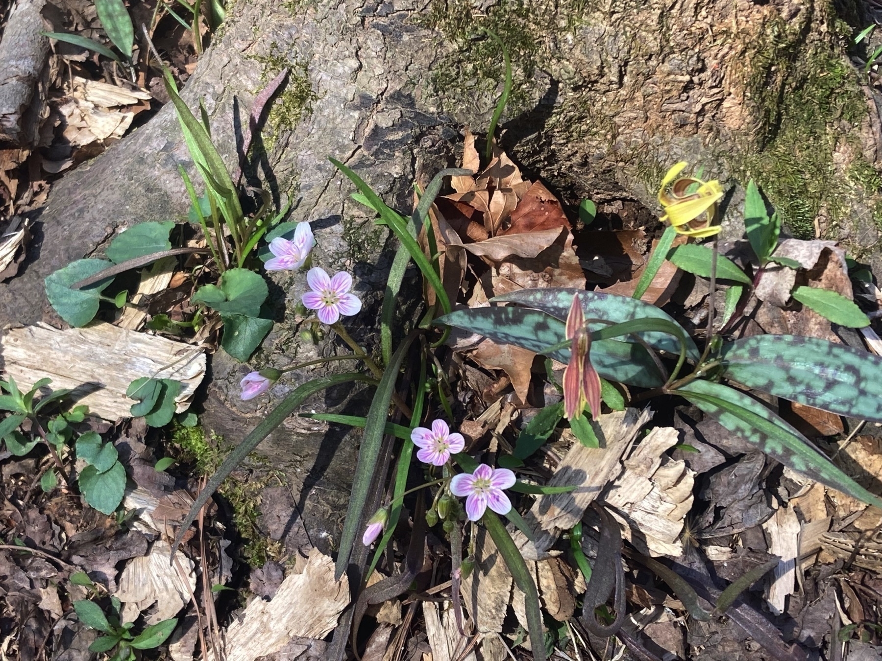 trout lilies and sping beauties blooming at the base of a tree (actually only a stump, which you can’t tell from the photo—but now YOU know, ha ha!)