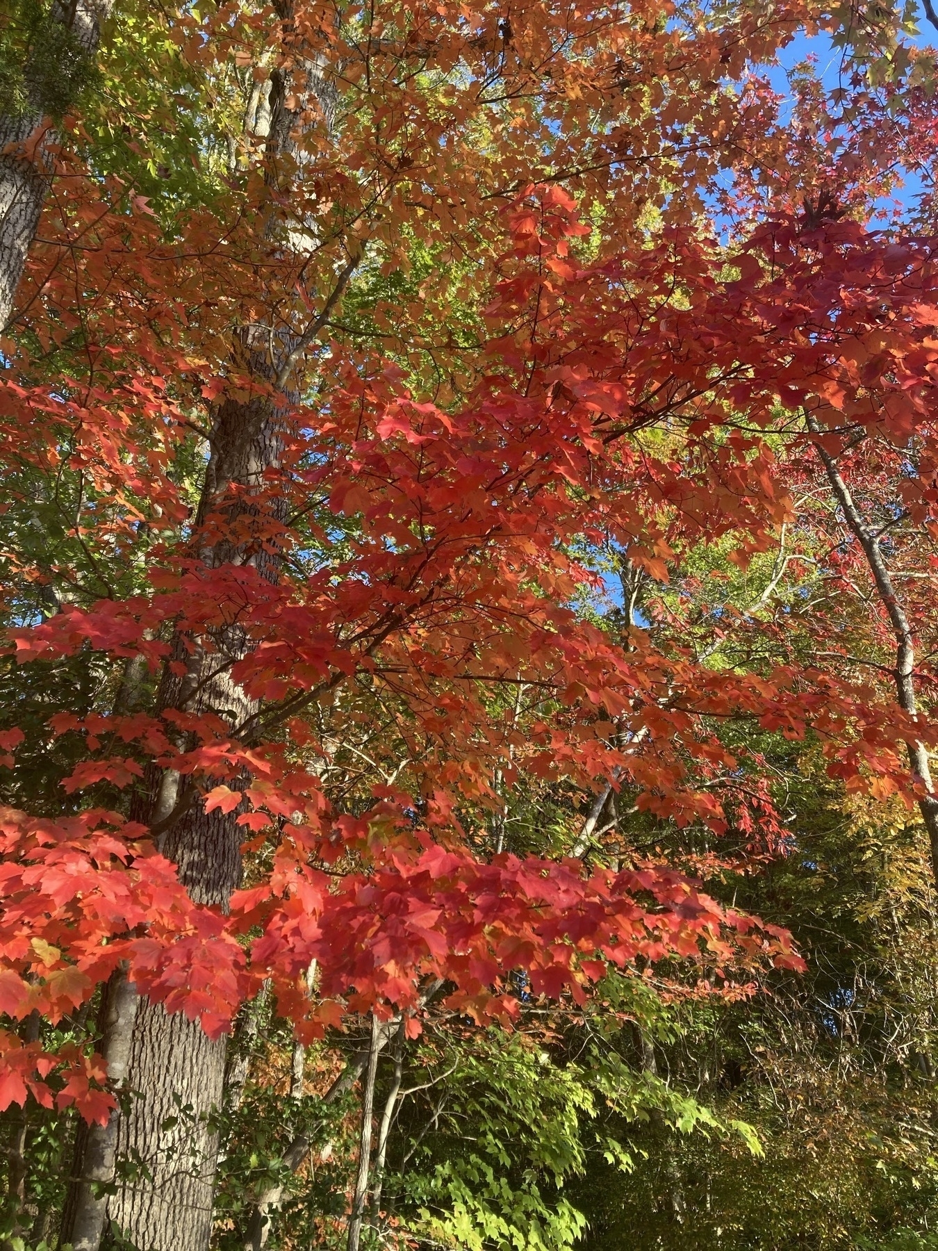 Tree seen from underneath, with bright red leaves mottling to green higher up