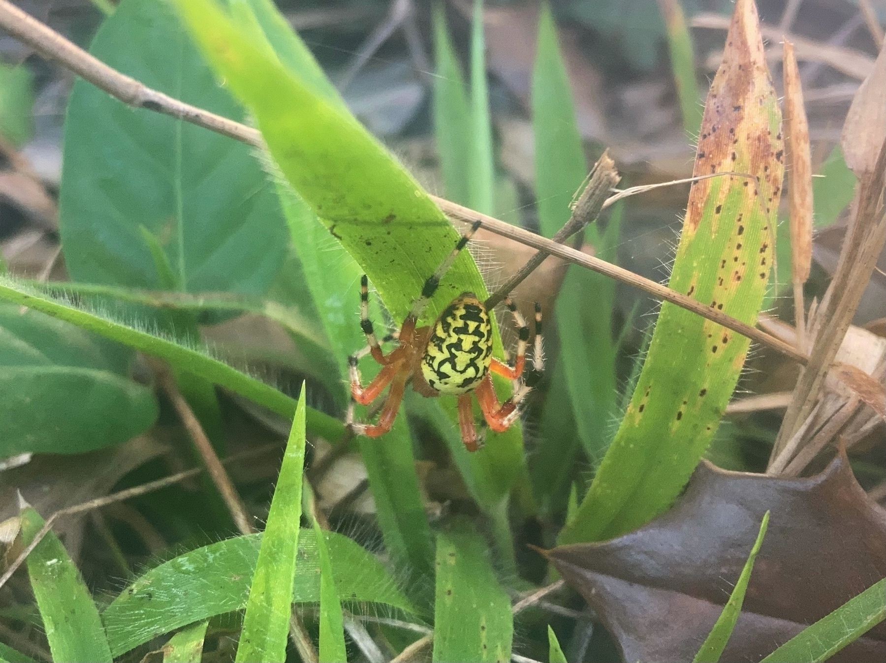 a large yellow and black spider with mostly orange legs, clinging to the underside of a leaf.