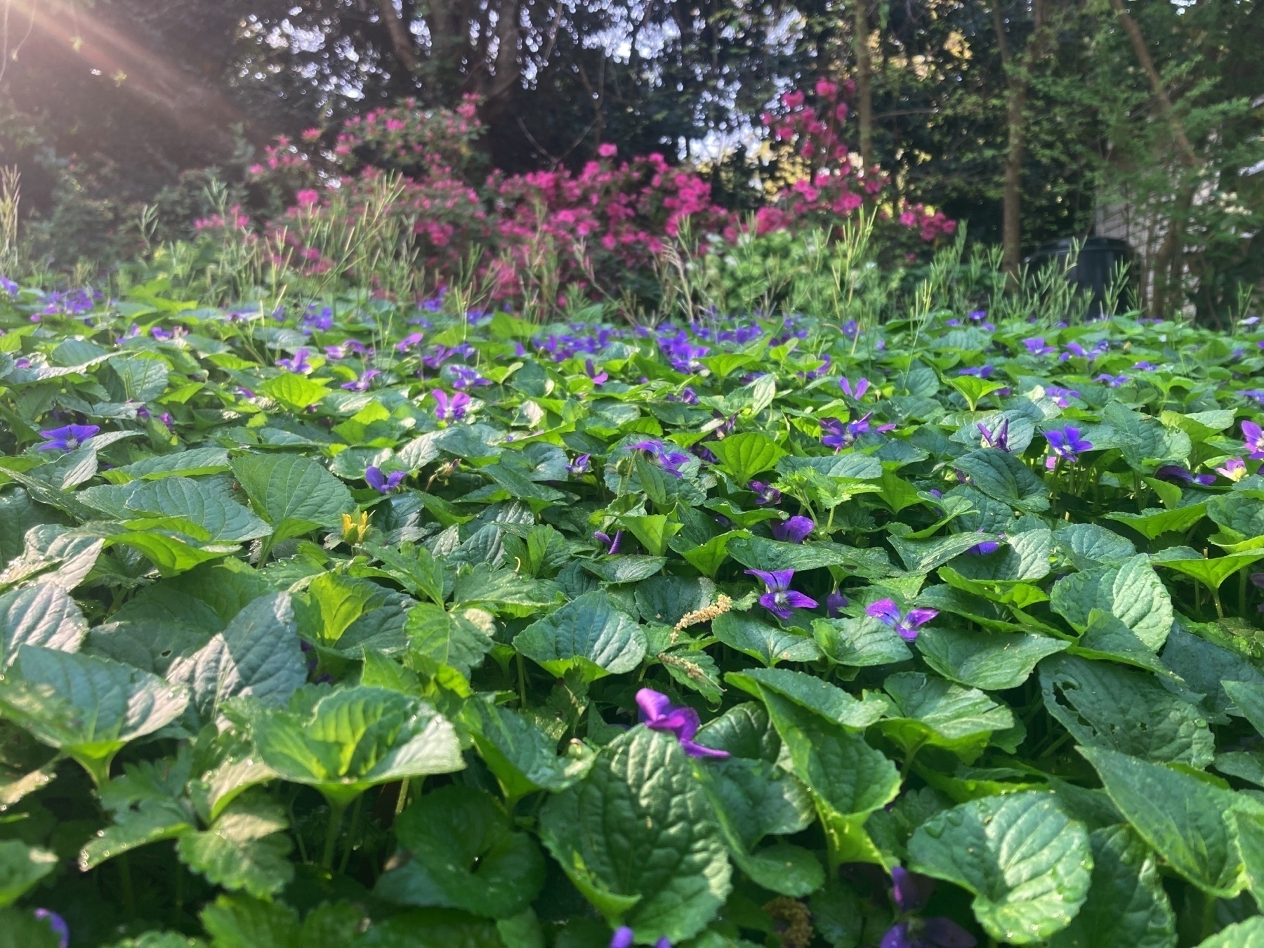 a field of violets in morning sunlight