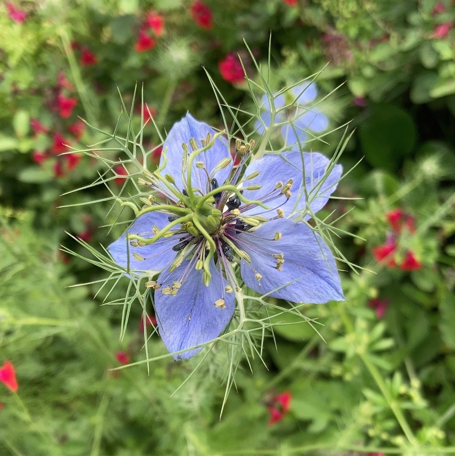 pale blue flower, five petals, flowing stamens and frondy stems and leaves