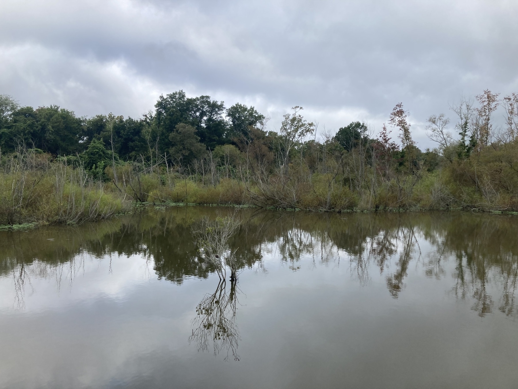 Trees reflected on lake, gray sky