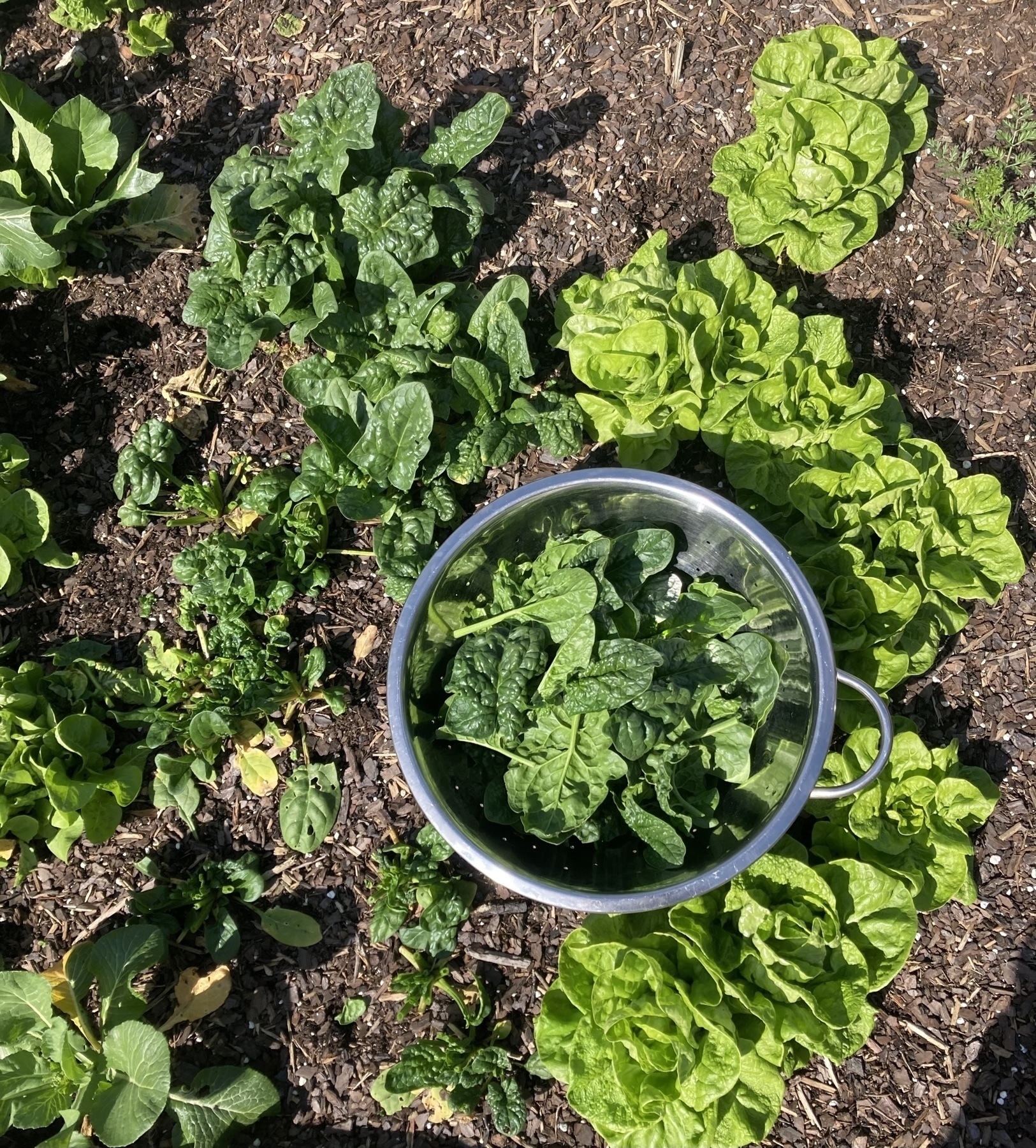 spinach and lettuce in the garden, some cut in a colander