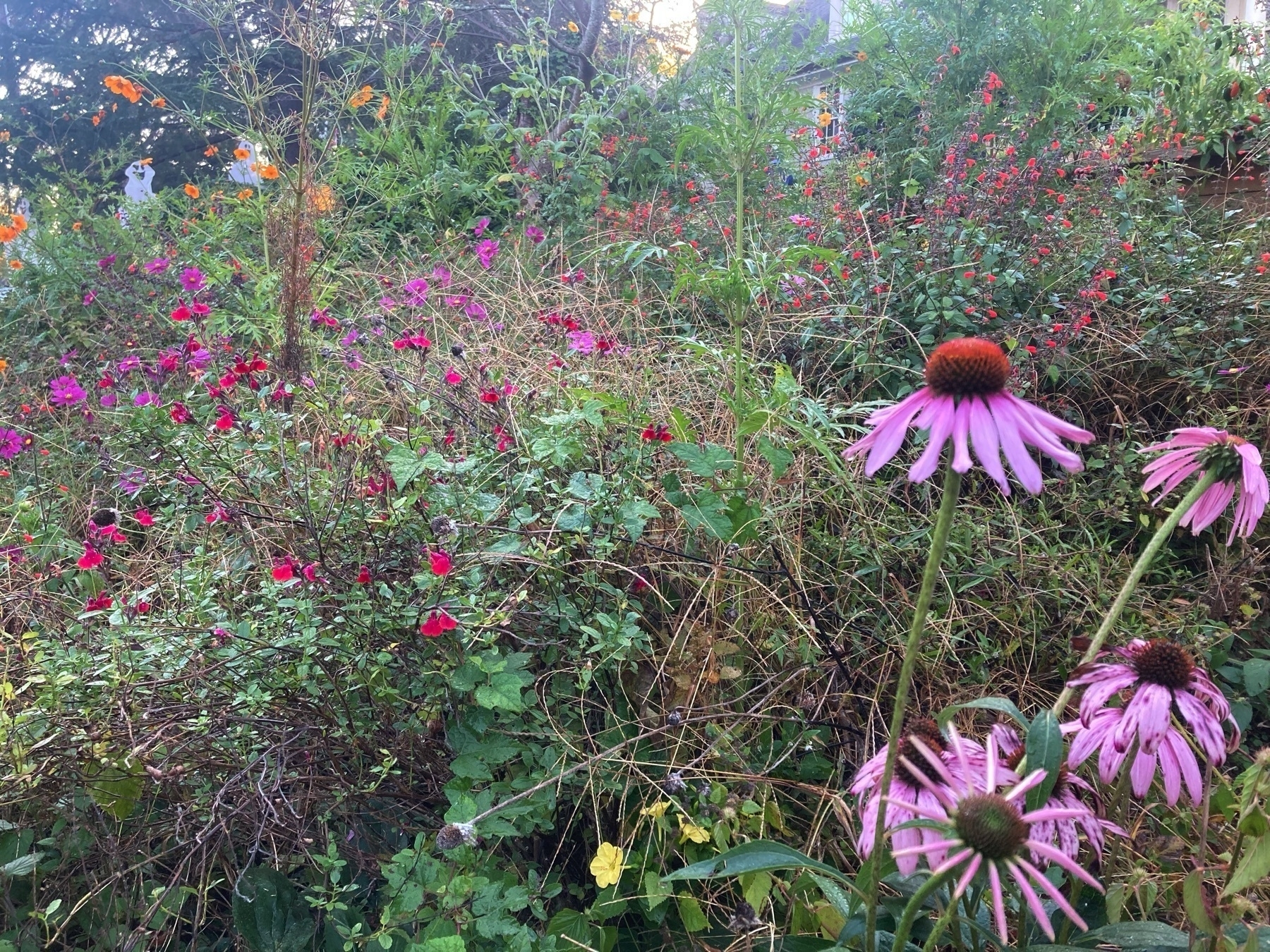 purple cone flowers and red salvia