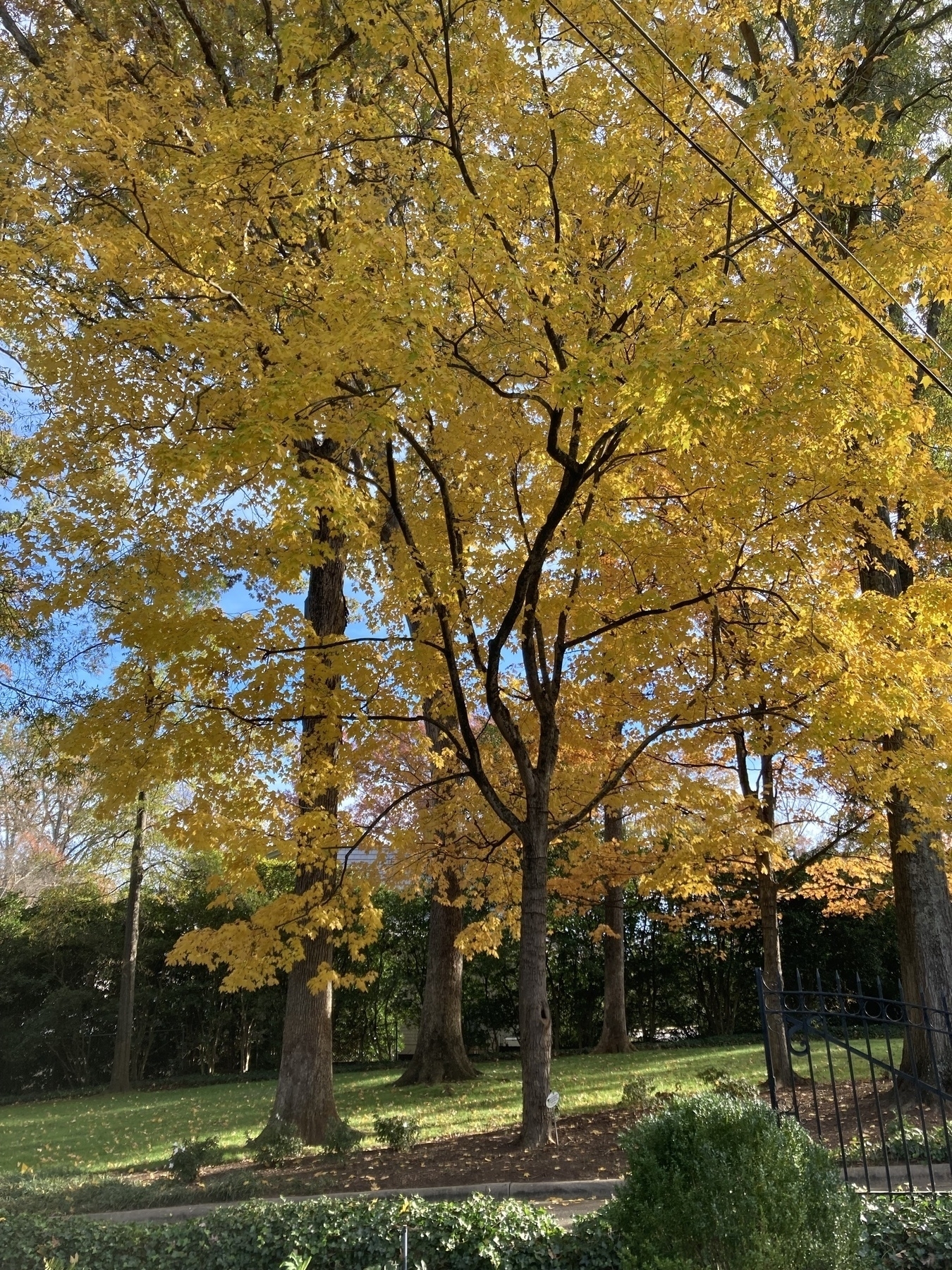 Hickory tree, bright gold leaves in the sun