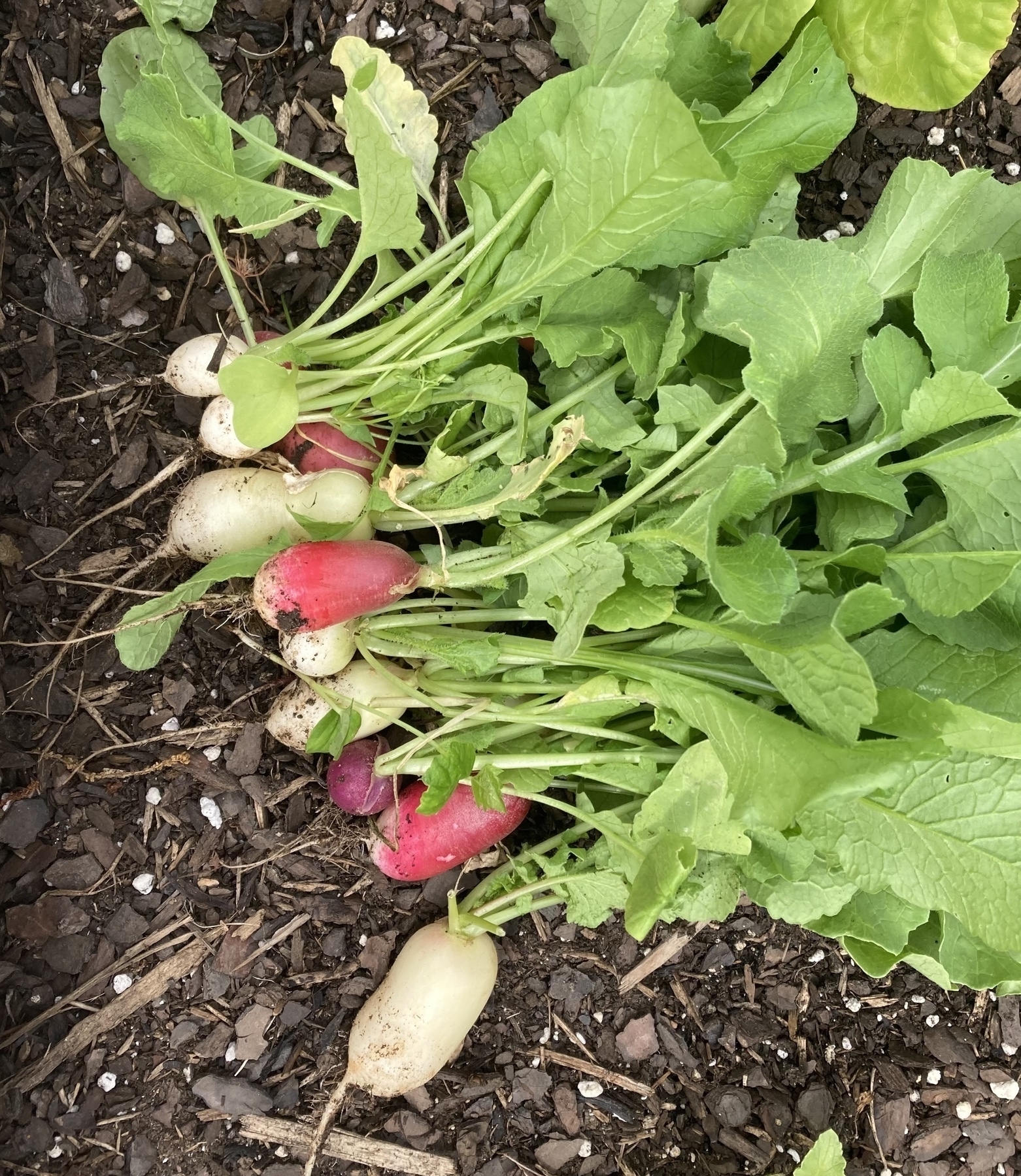 radishes, freshly dug