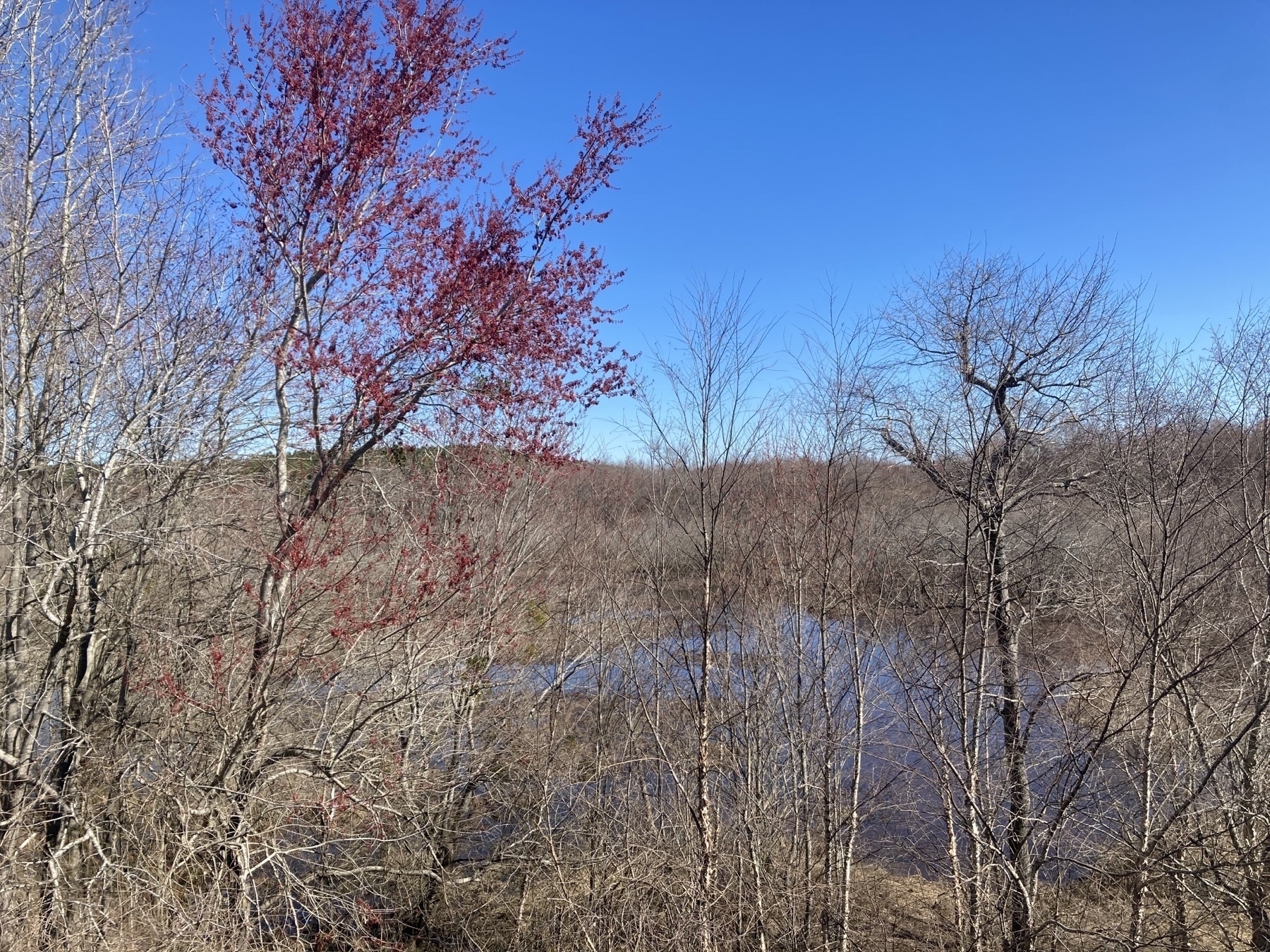 maple tree blooming red, bare trees in background, blue sky