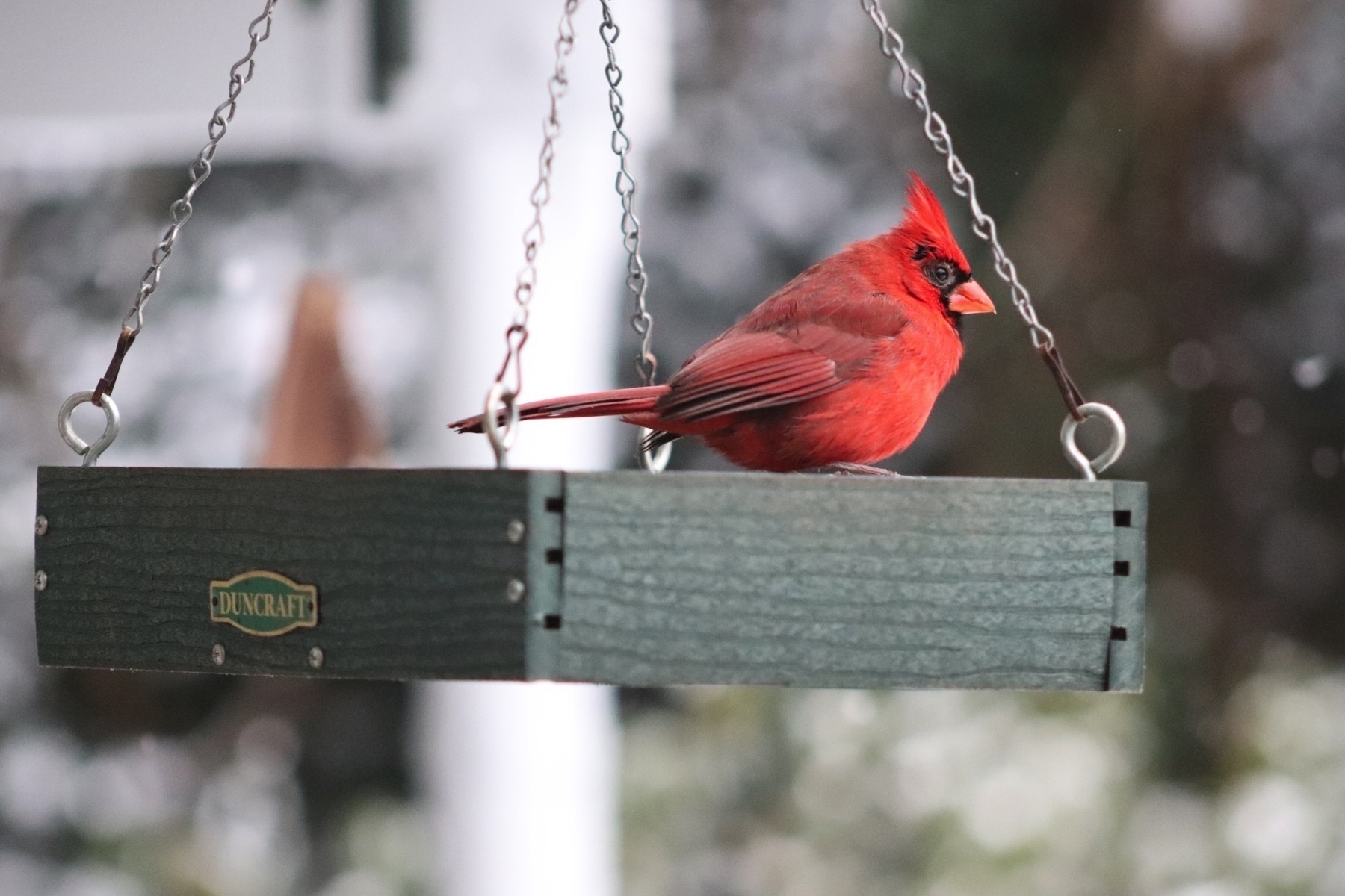 male Northern cardinal in a platform feeder