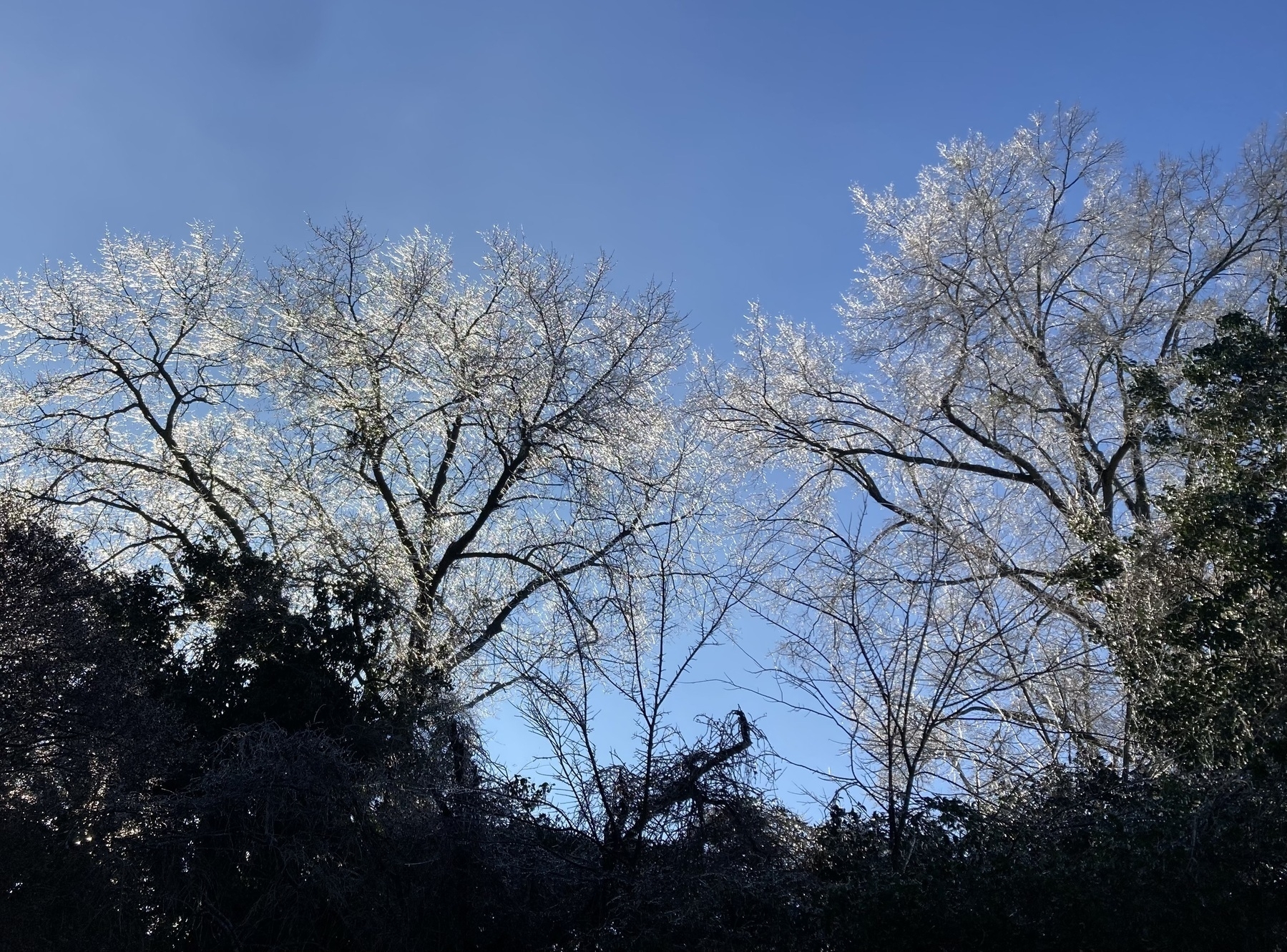 Ice in bare tree branches, uplit by morning sun