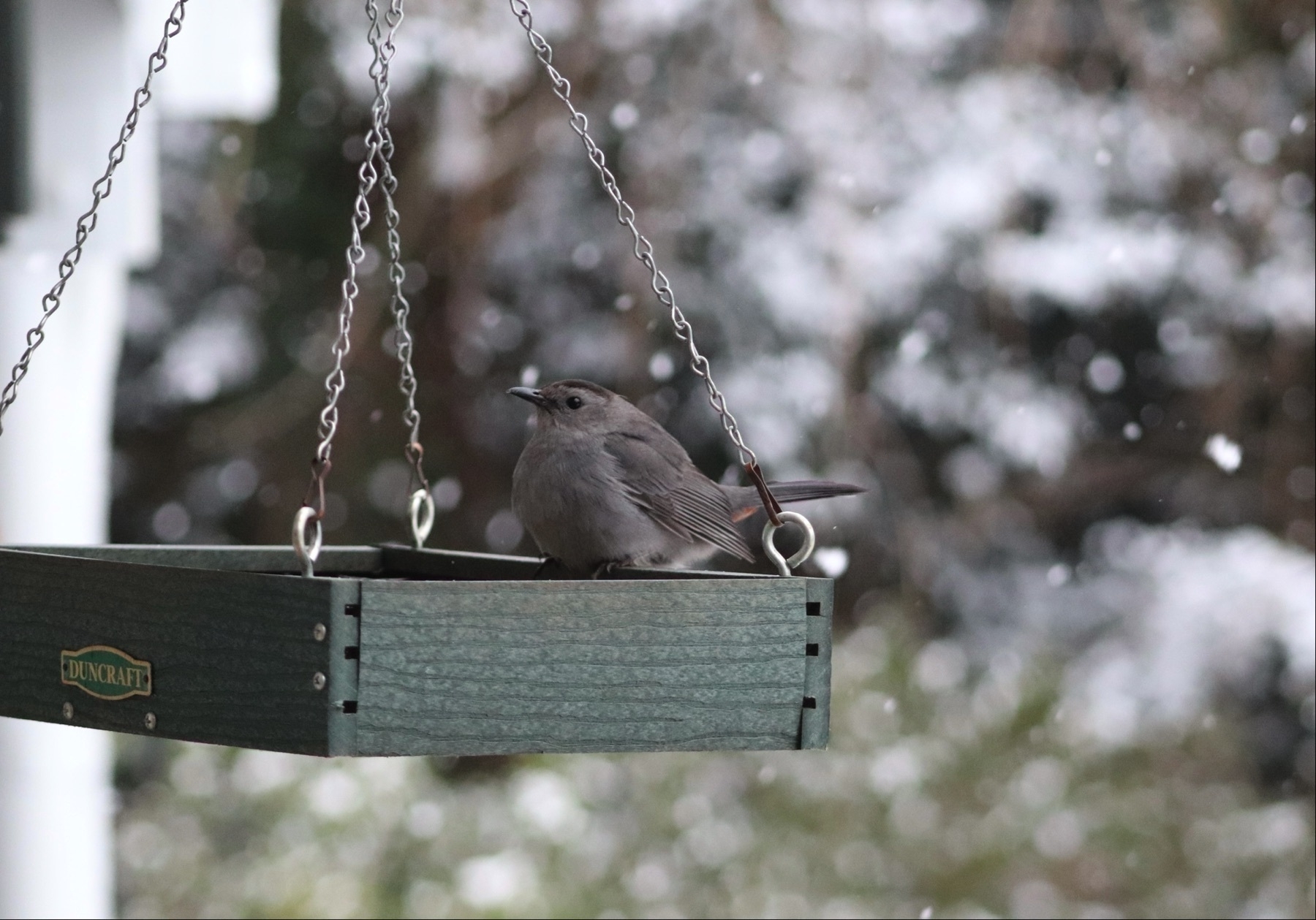 grey catbird, fluffed up against the cold, in a hanging platform feeder