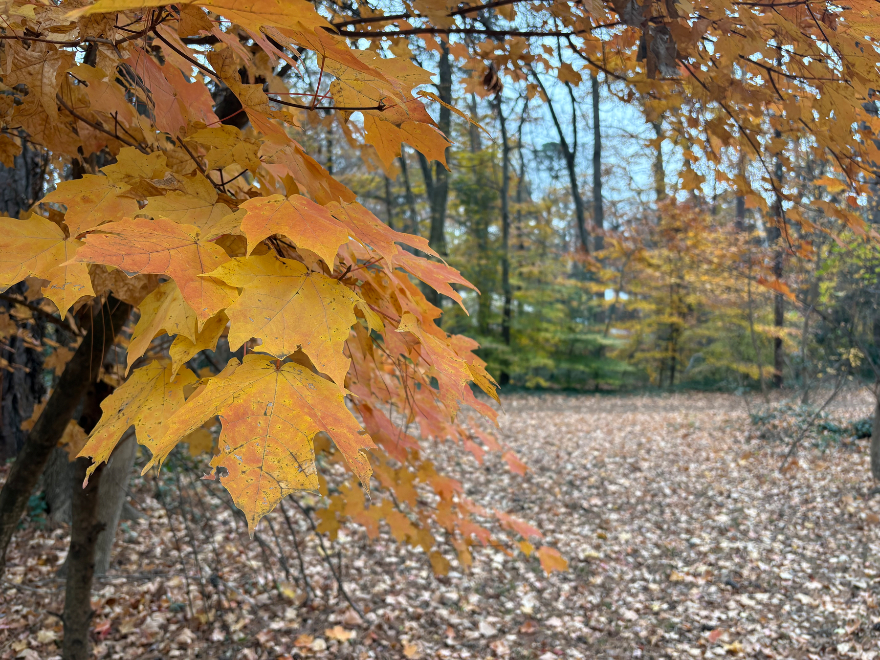 Gold-red leaves of Carolina maple