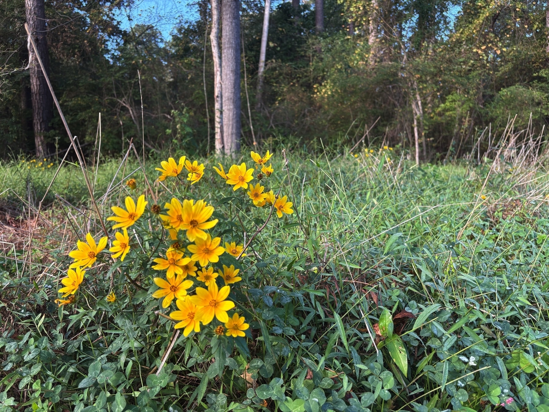 yellow aster-type flowers in a burst among green weeds, trees and sky in background