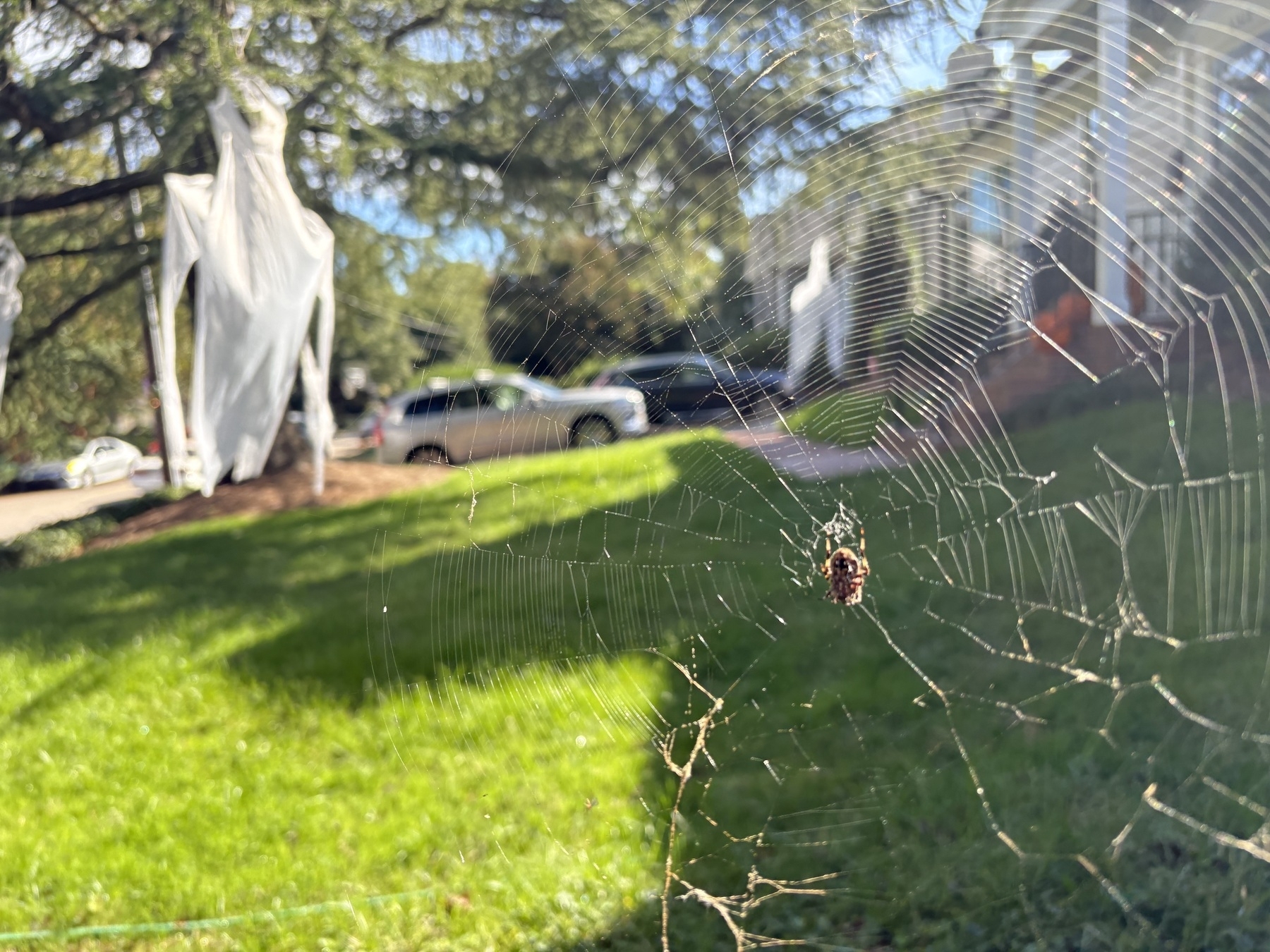 Orb weaver on its web in foreground, ghost decoration swinging from tree in background 
