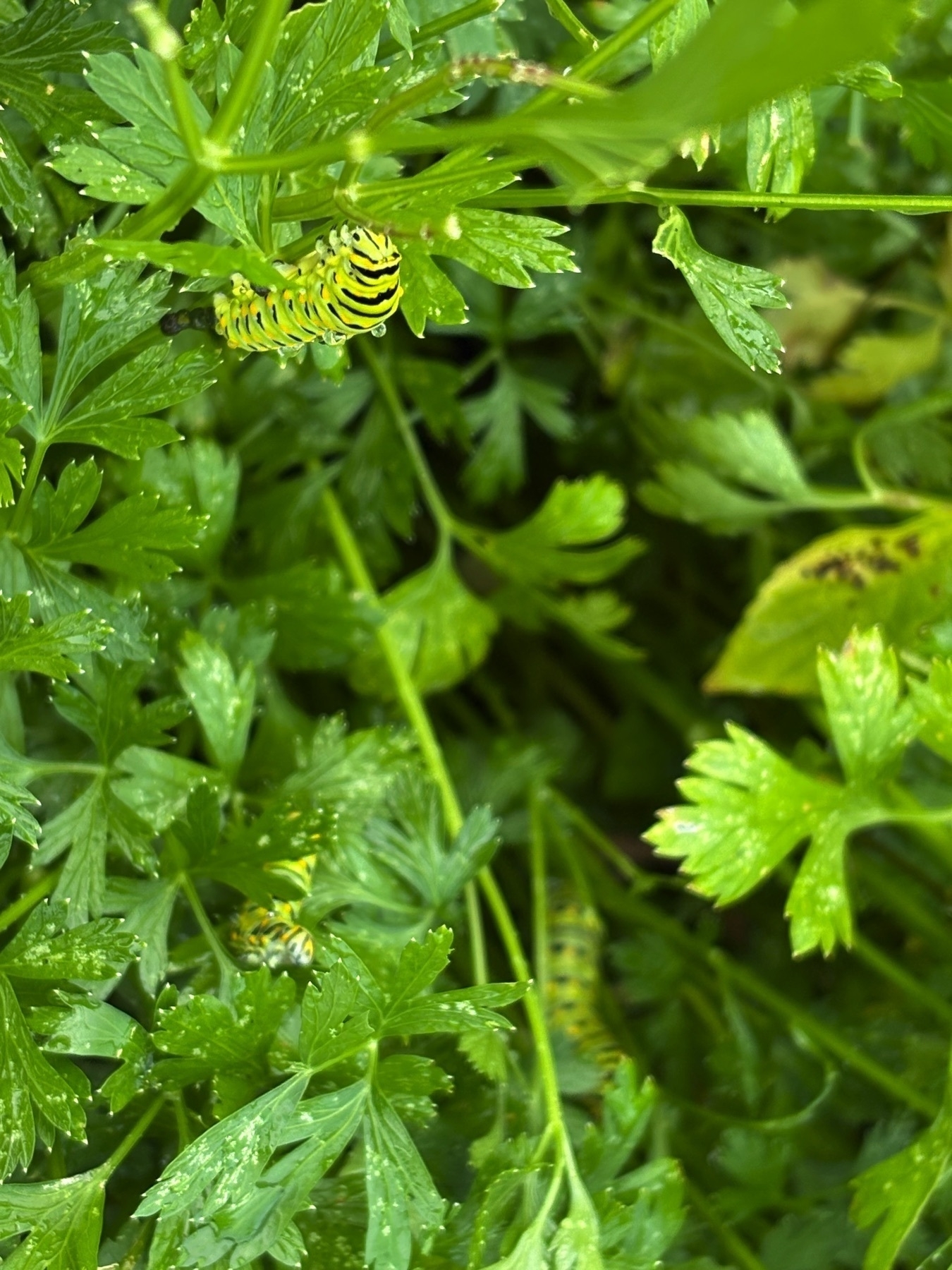 three swallowtail butterfly caterpillars on parsley plants