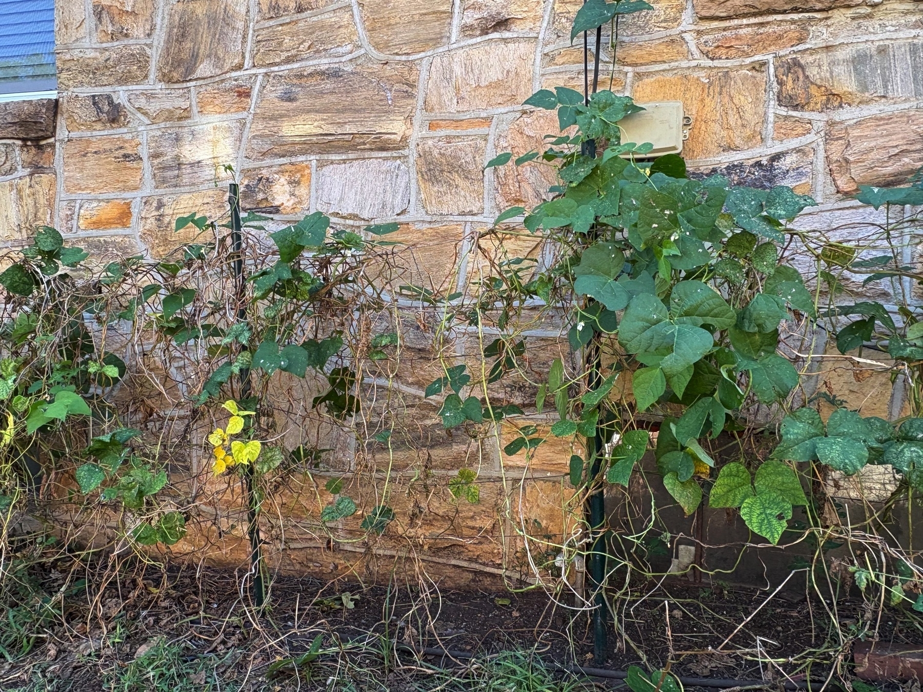 scraggly browning green bean vines by the stone wall of a house