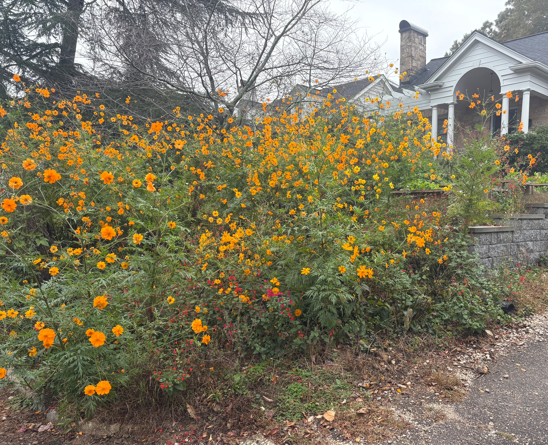 Yard full of tall orange cosmos