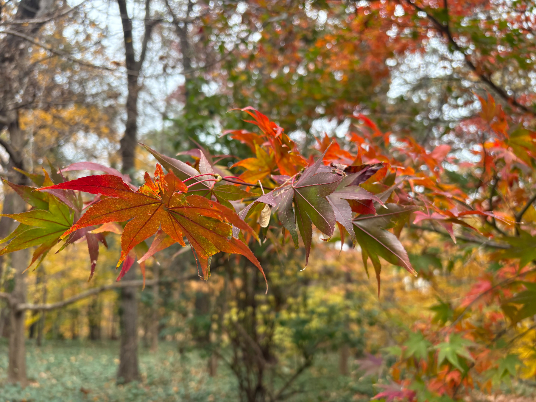 Red-green leaves of Japanese maple