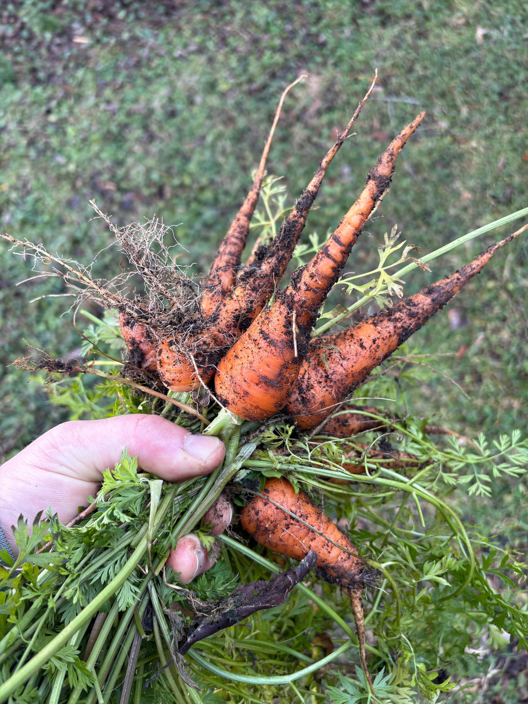 A handful of  freshly dug carrots