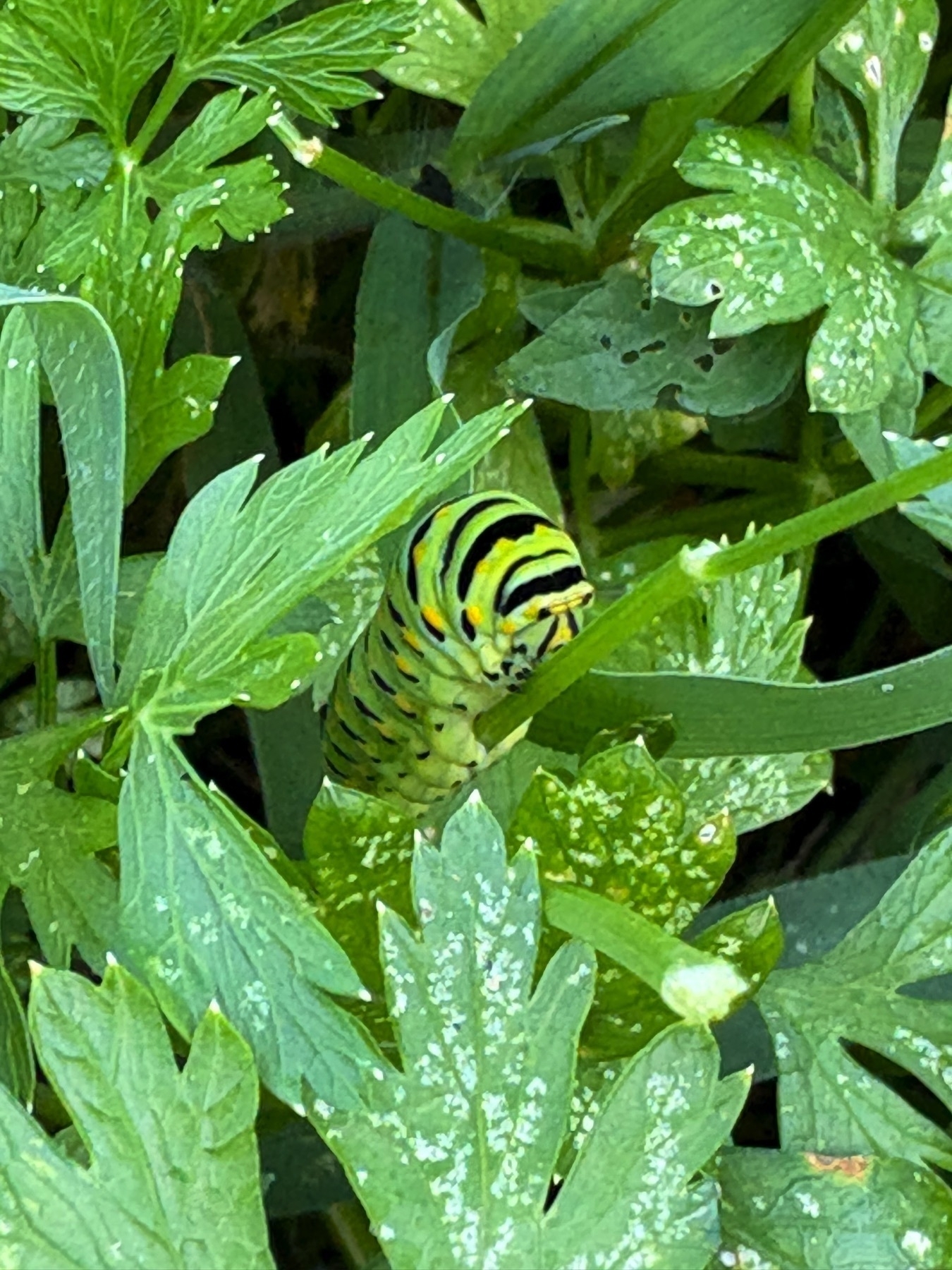 wallowtail butterfly caterpillar on parsley plants