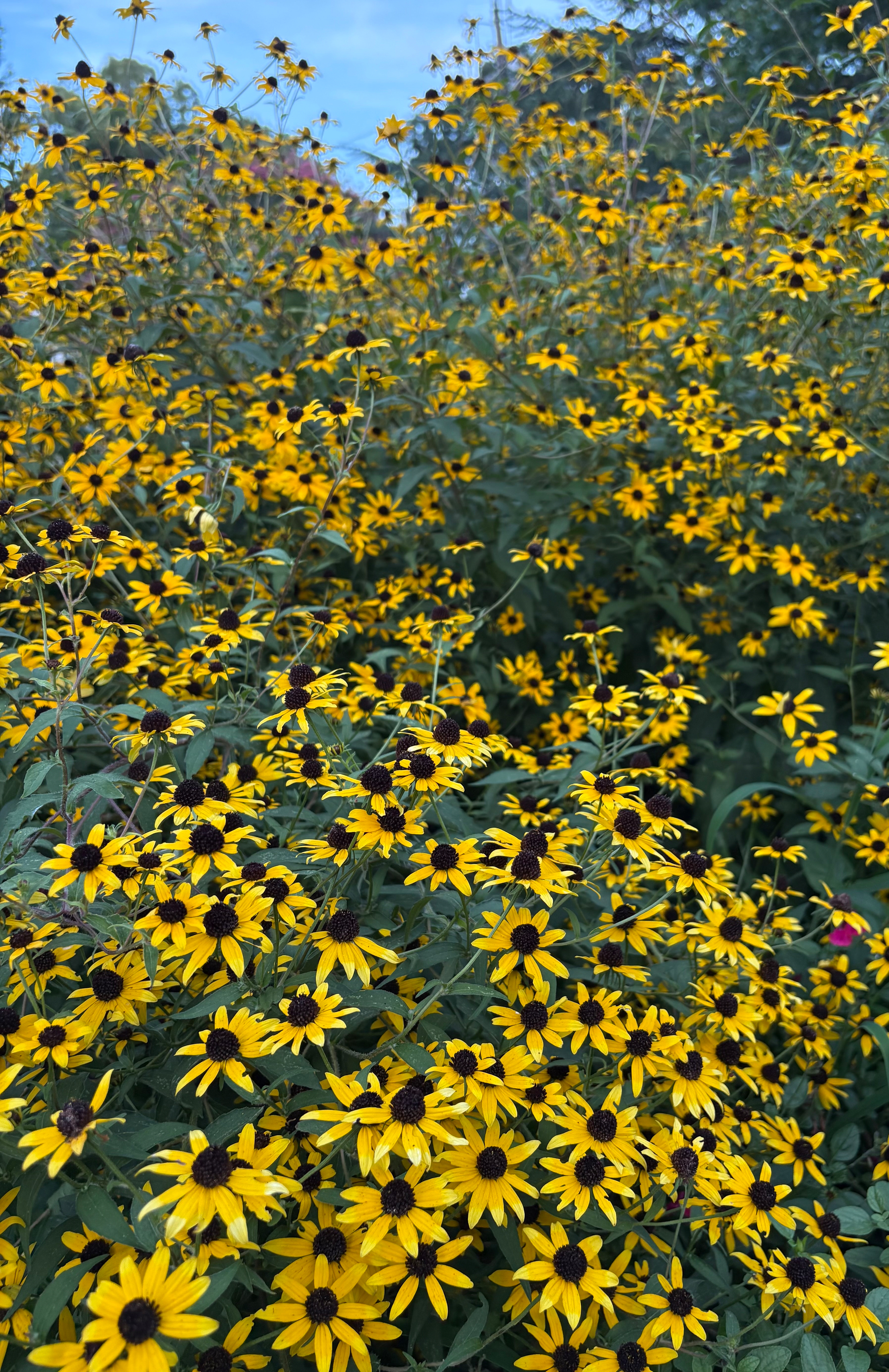 Vertical profusion of brown eyed susans. Tallest flowers are about seven feet 