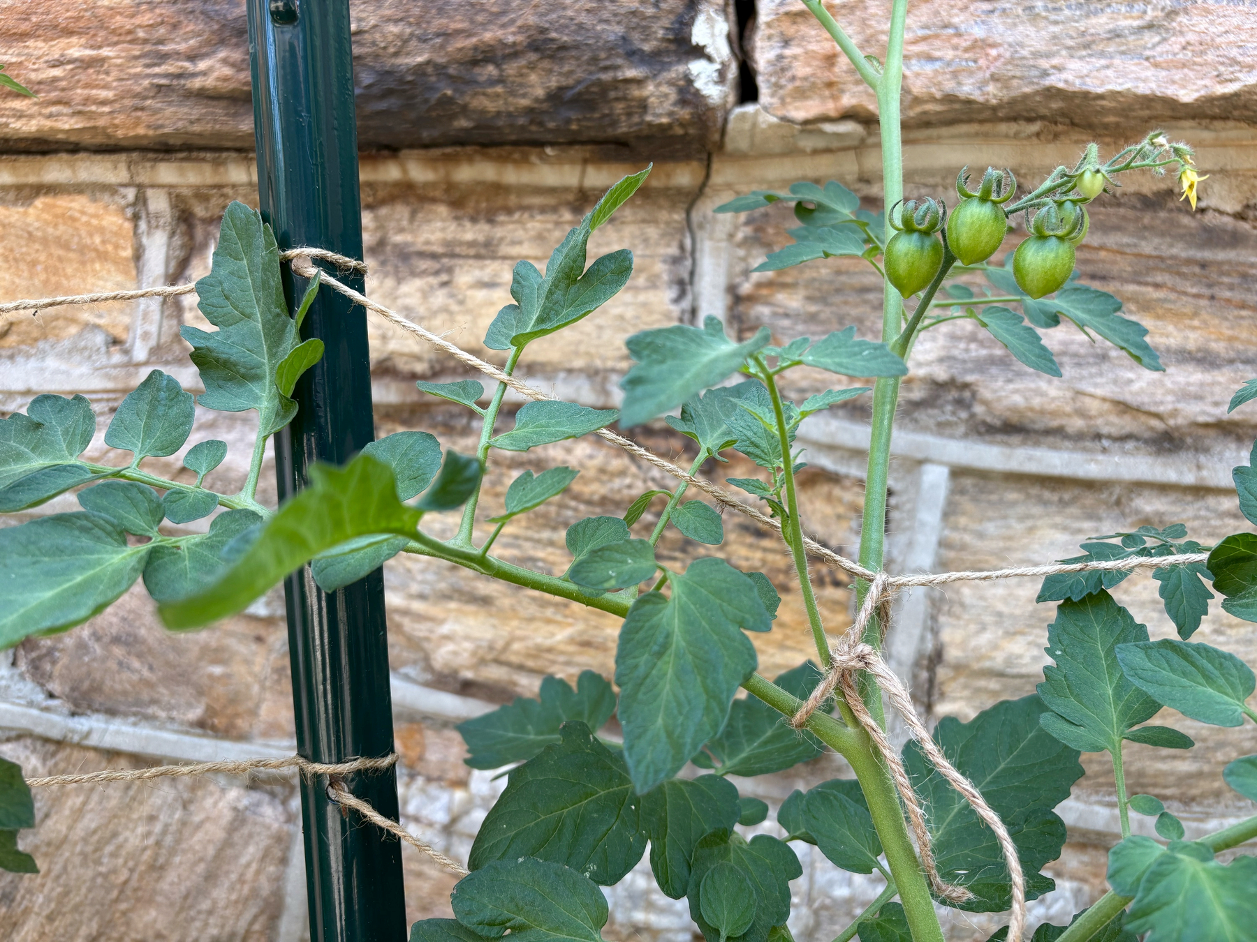 closeup of tomato plants tied to trellis