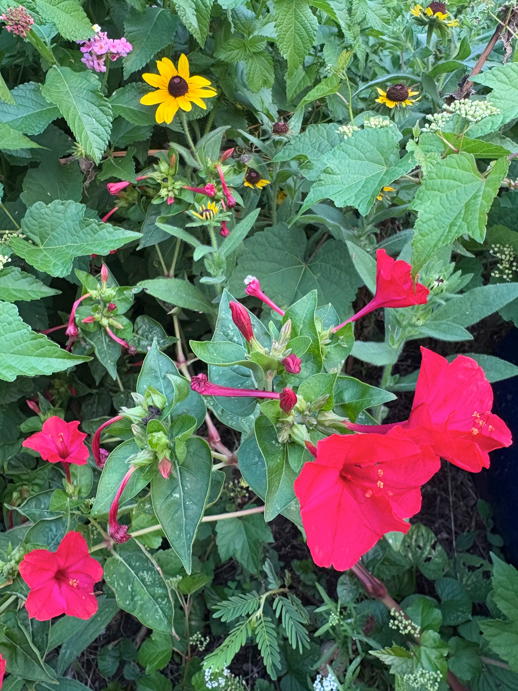 every year I forget what these red flowers are but they’re pretty