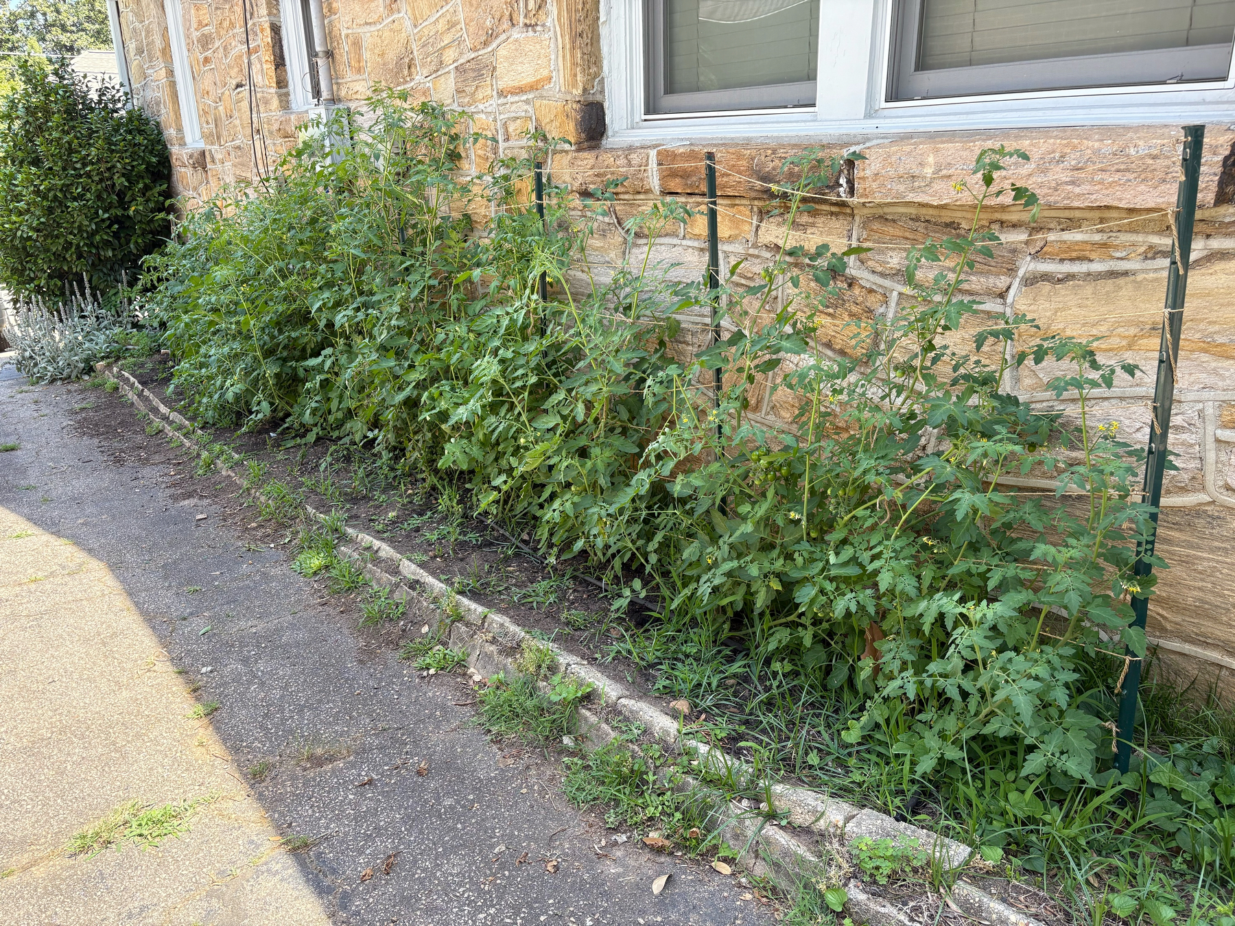 tomato plants growing down the side of the hosue