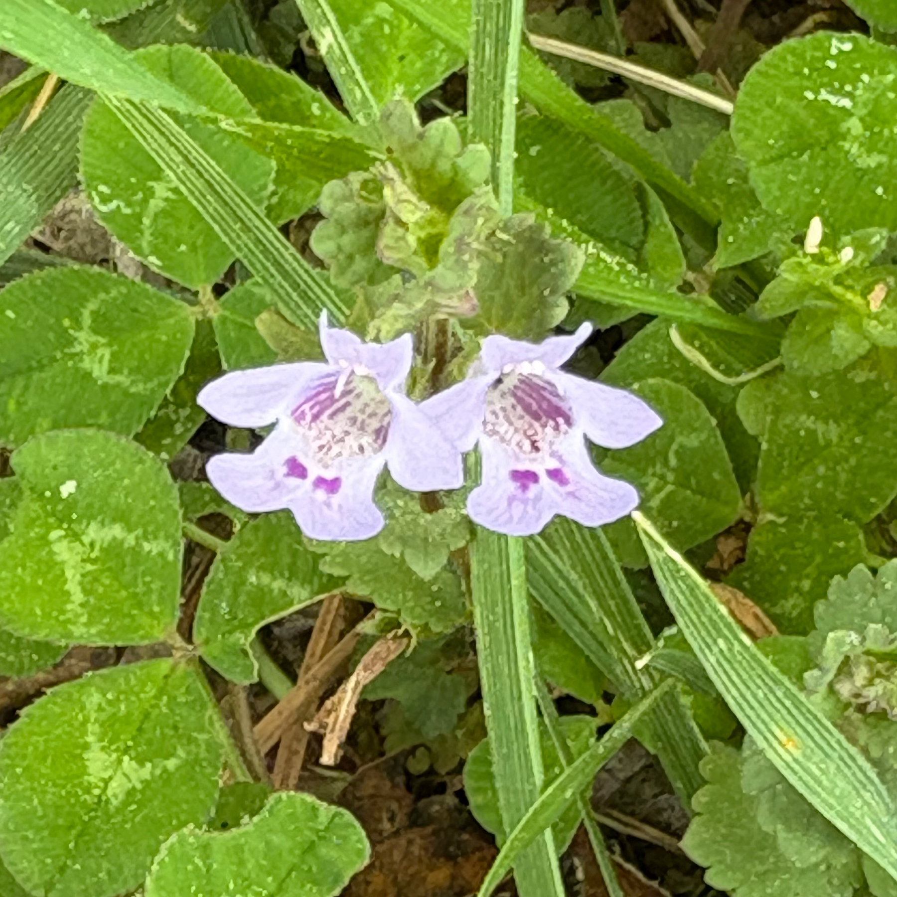 small lavender flowers, closeup