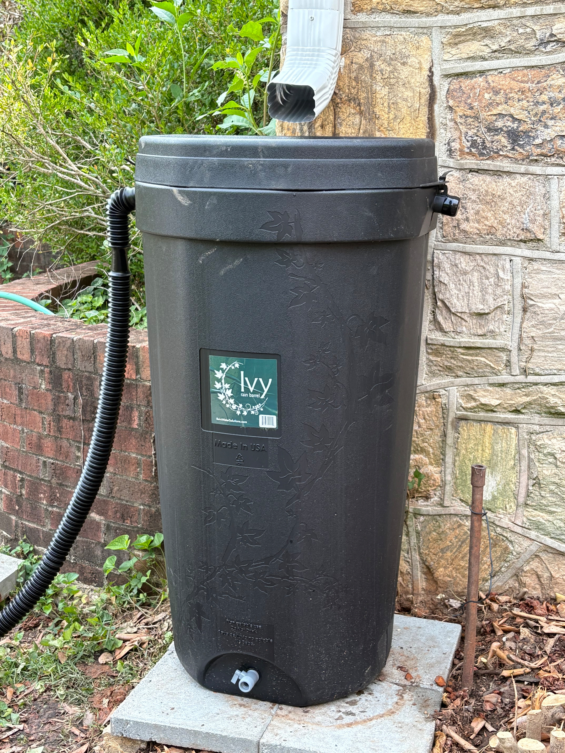 Rain barrel ready to barrel some rain!