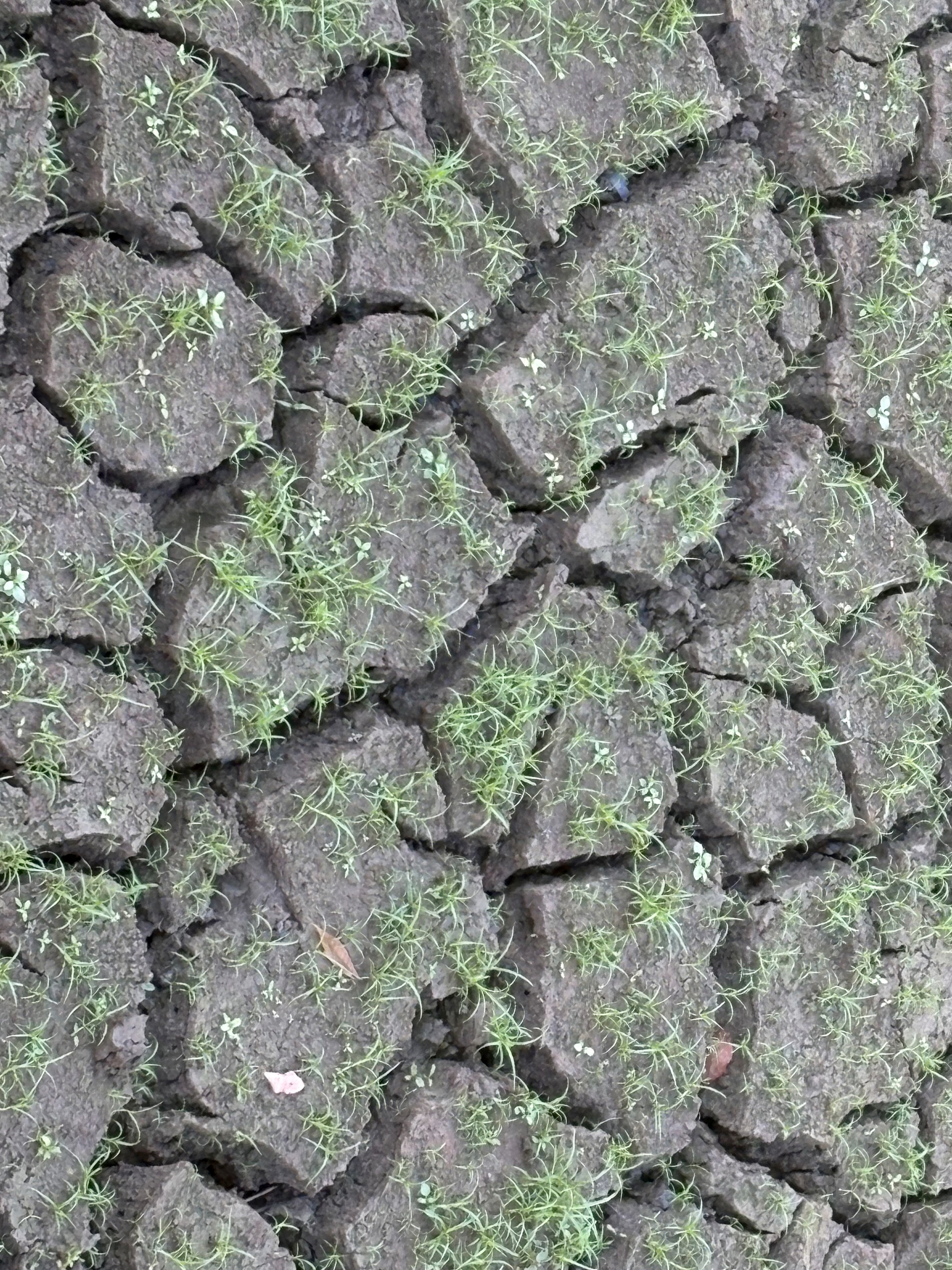 cracked earth, dampened, sprouting new grass