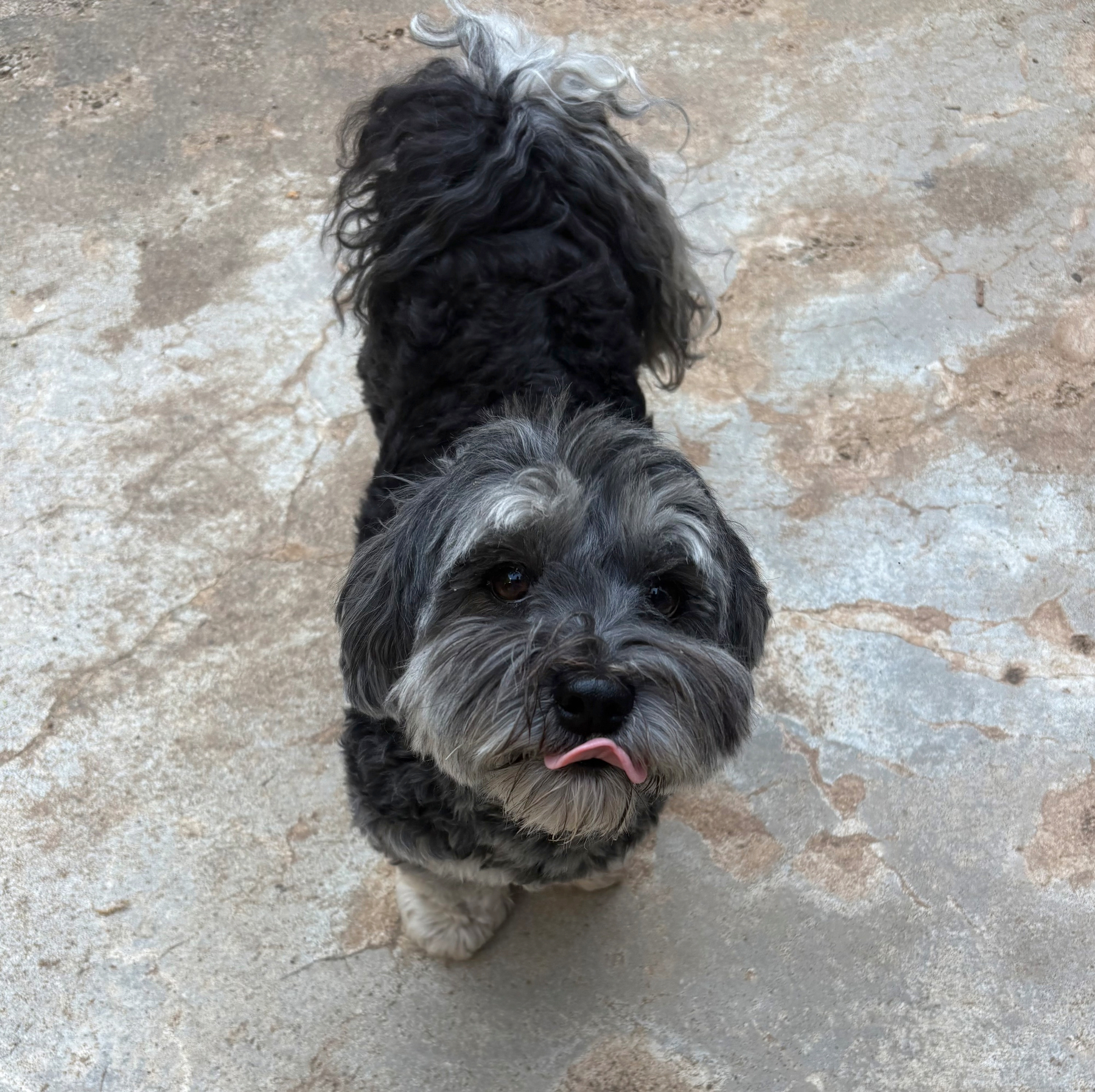the dog, licking his chops