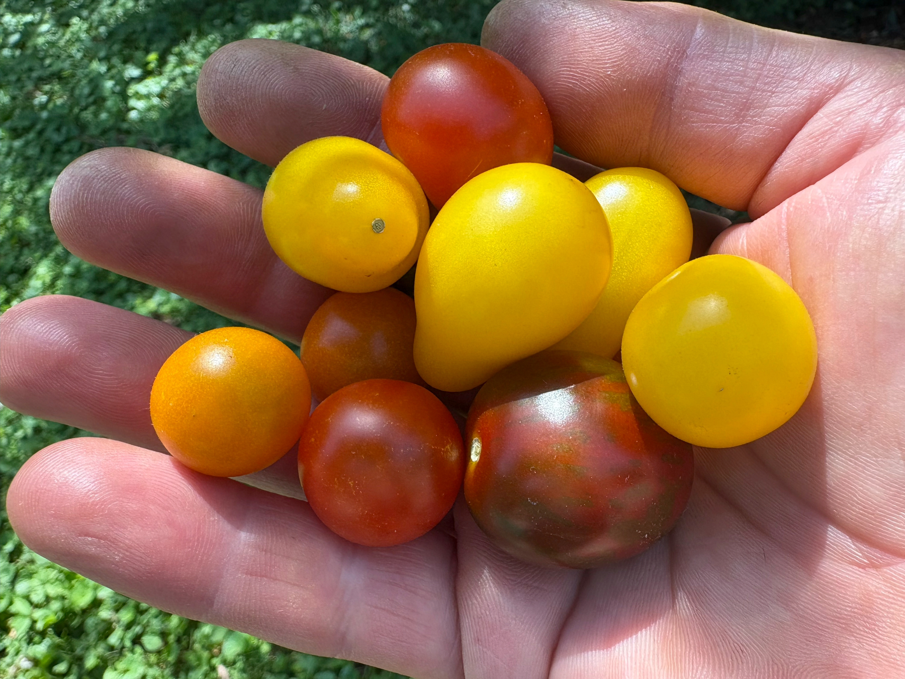 cherry tomatoes in my hand
