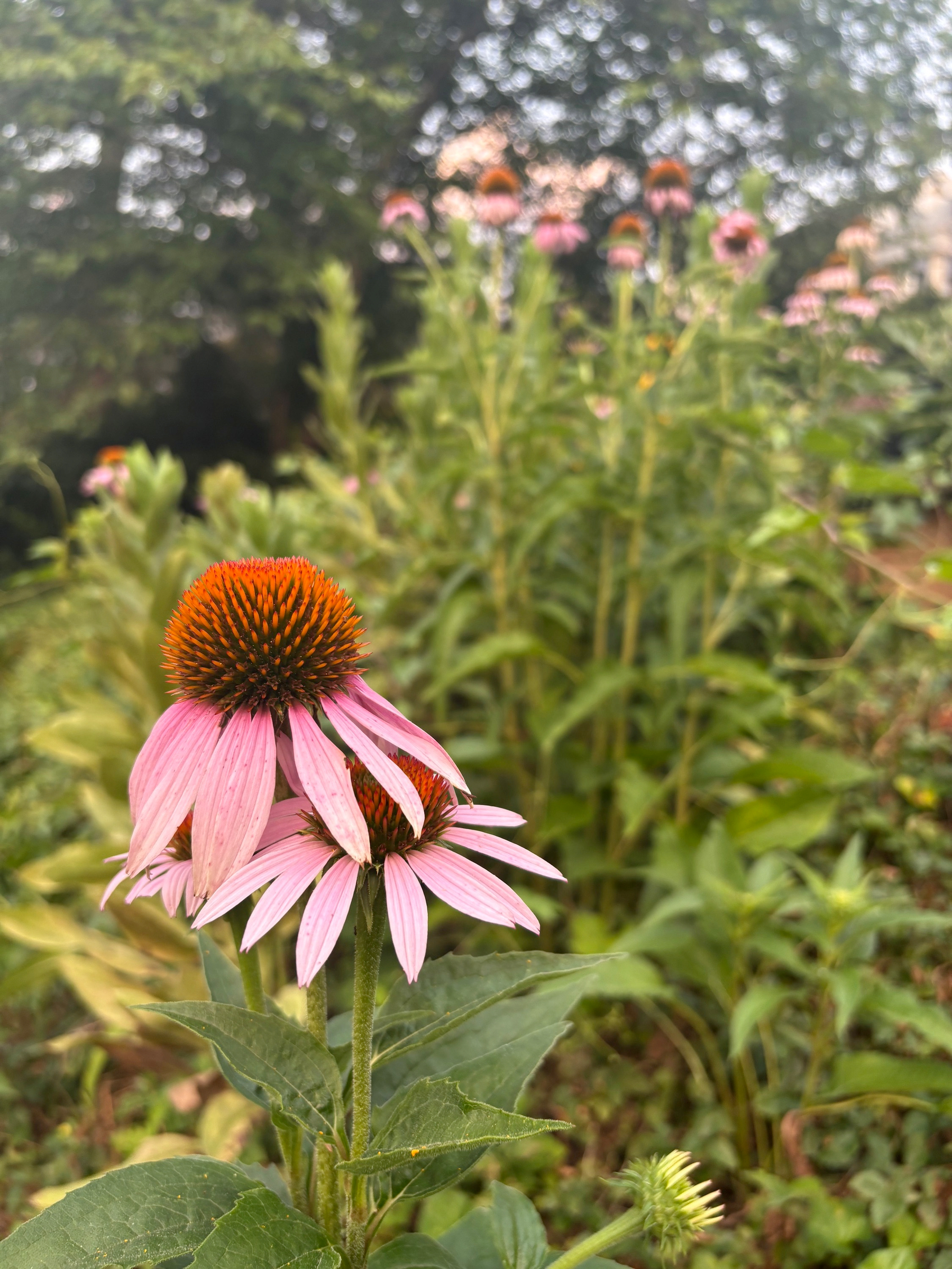 purple cone flowers