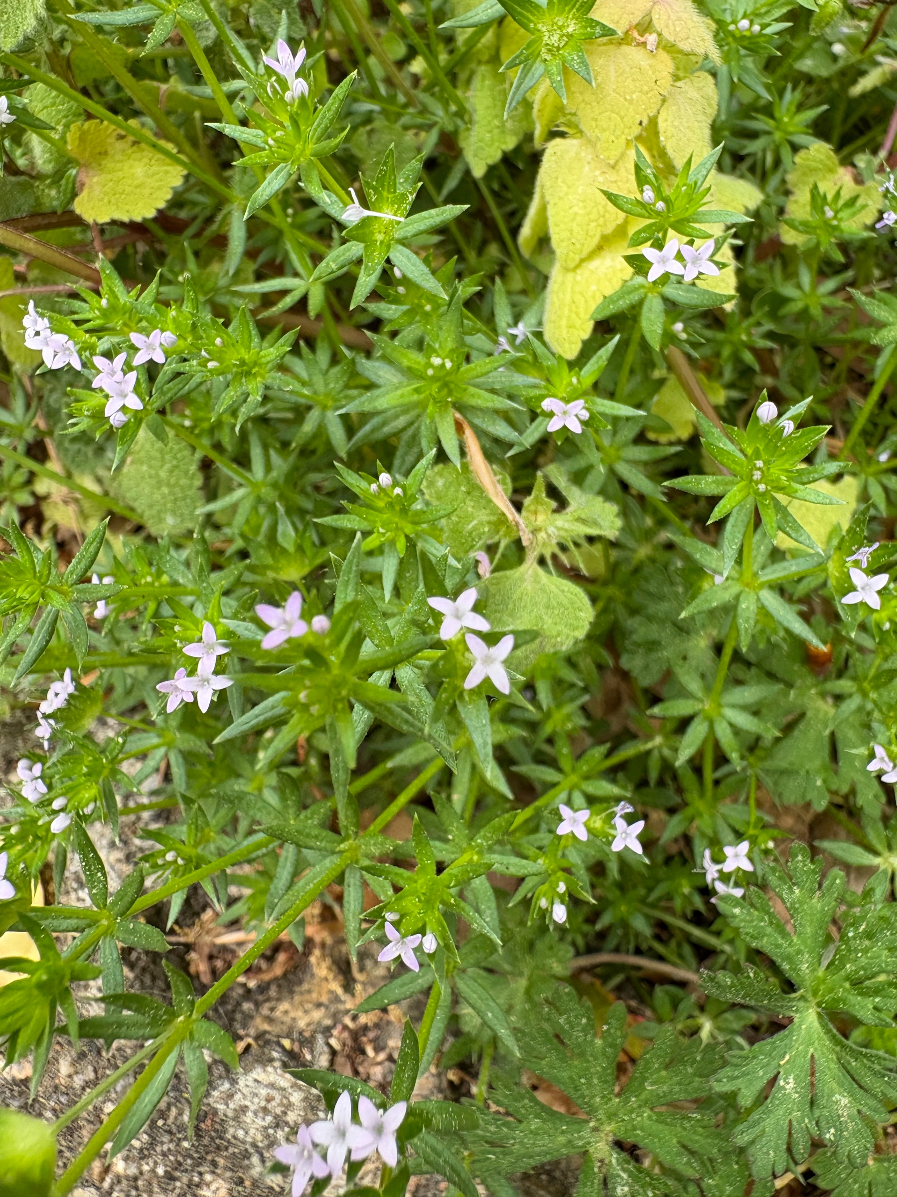 tiny four-petal lavender flowers, star-shaped green leaves, in a mat of foliage