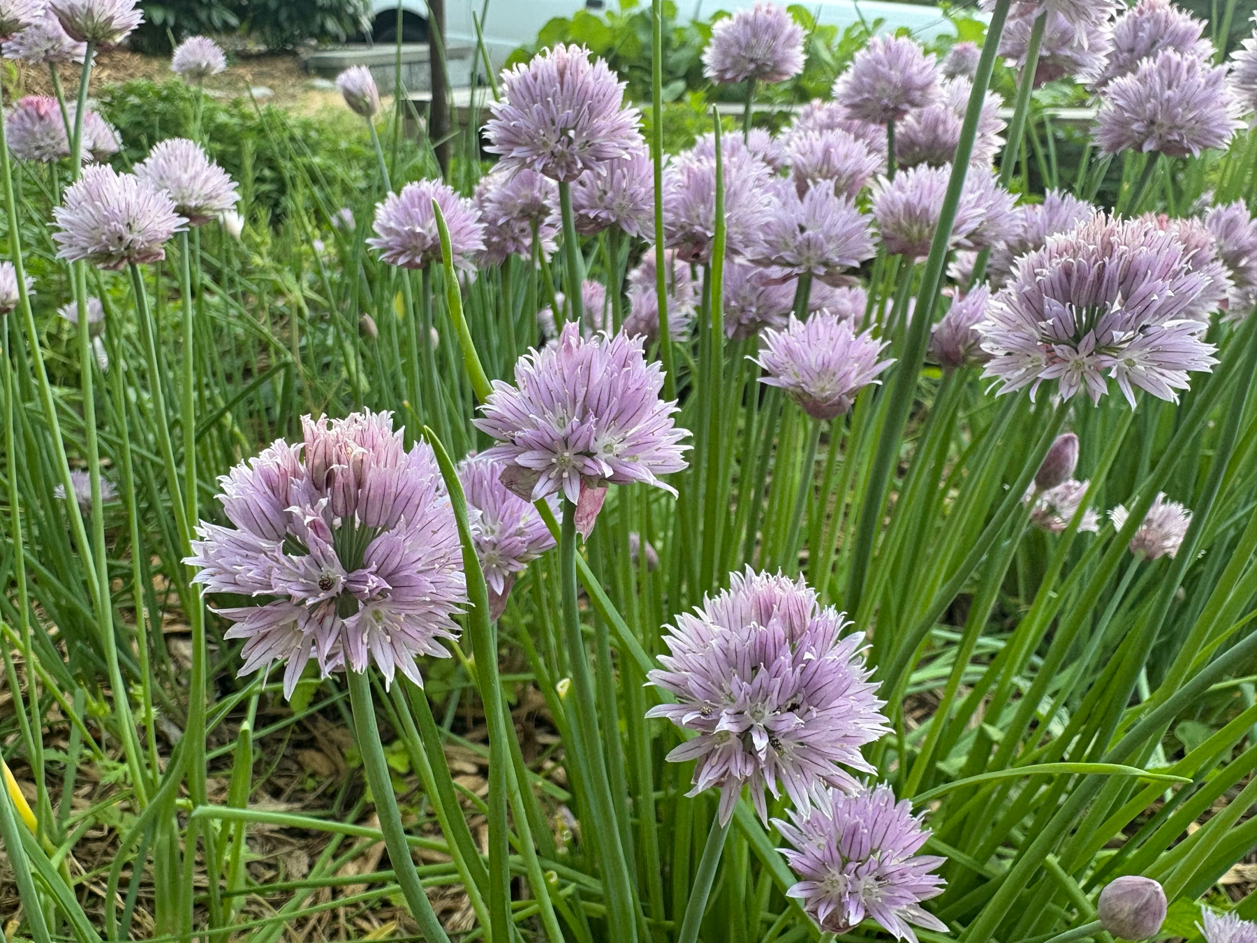 flowering chives