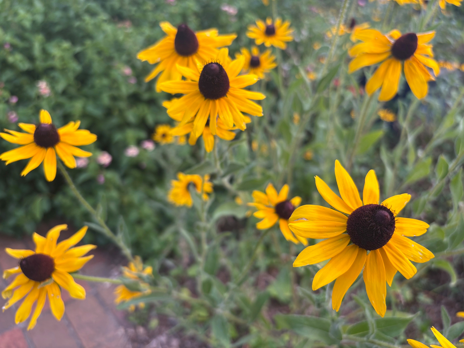black-eyed susans