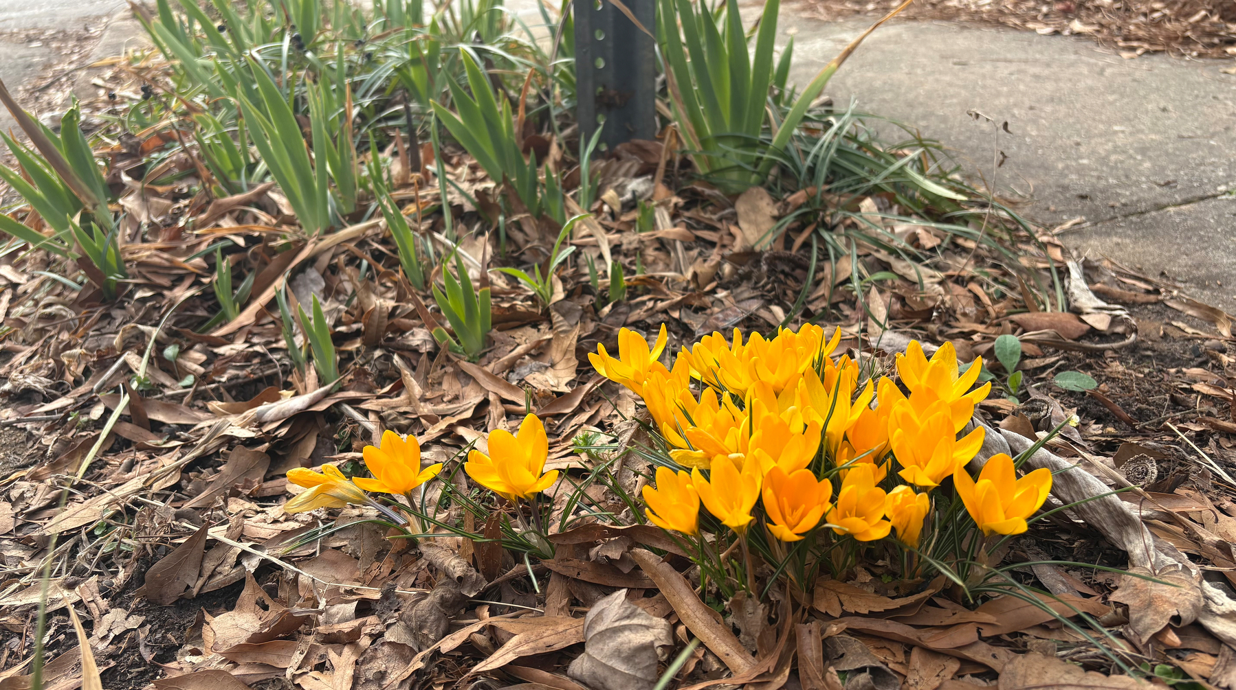 Yellow crocus flowers by a sidewalk