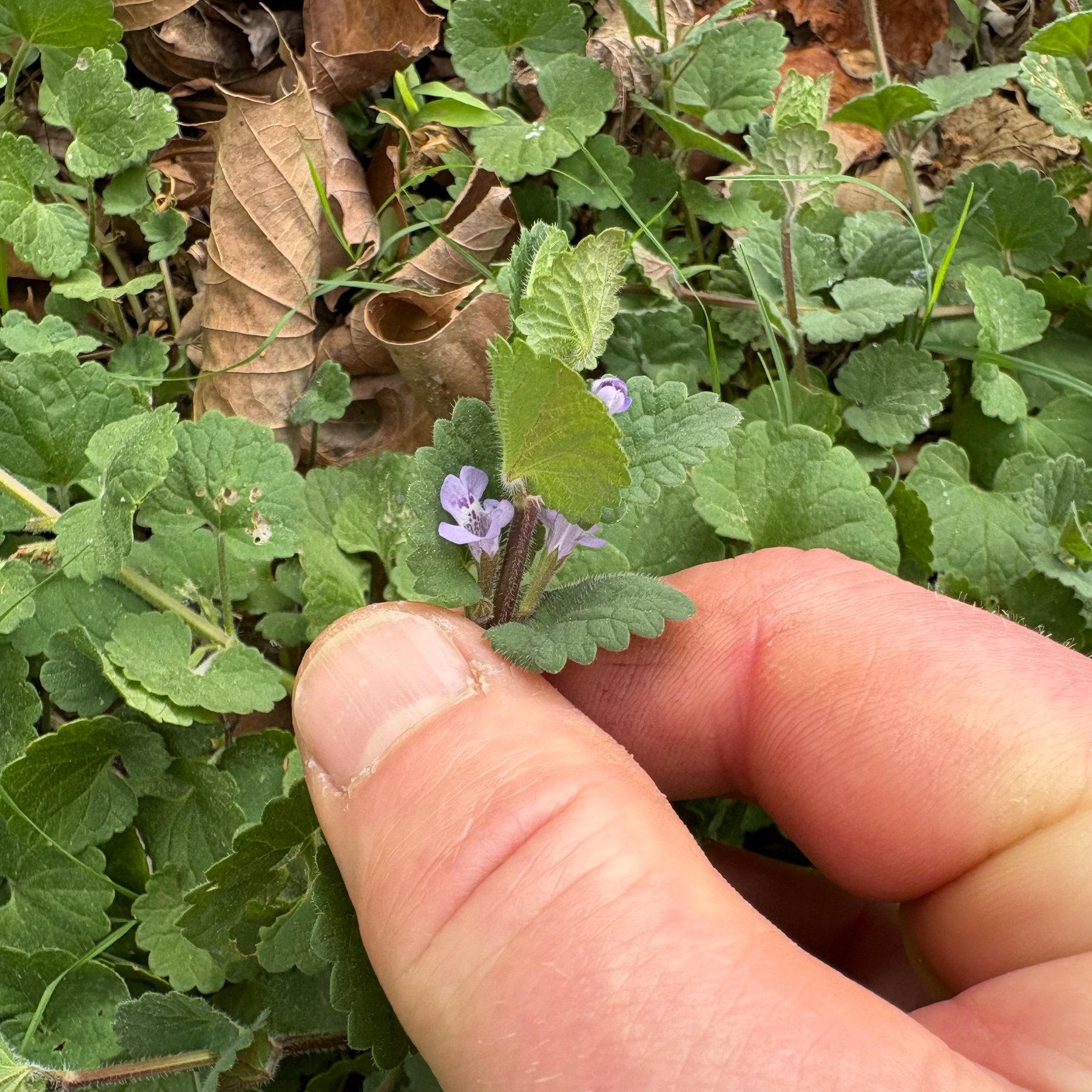 hand holdlng flower and leaves for inspection